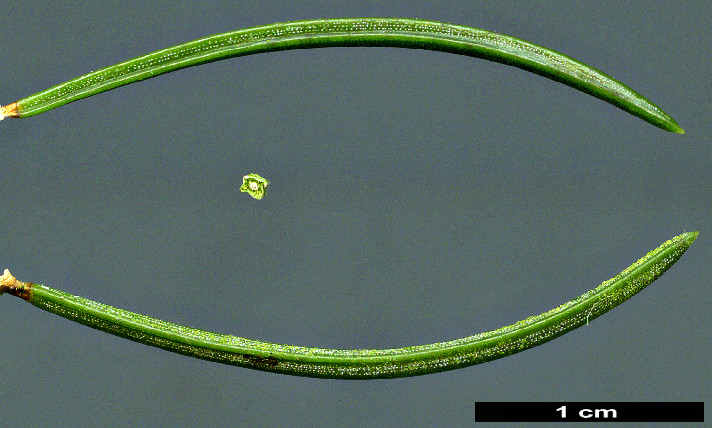 High resolution image: Family: Pinaceae - Genus: Picea - Taxon: schrenkiana