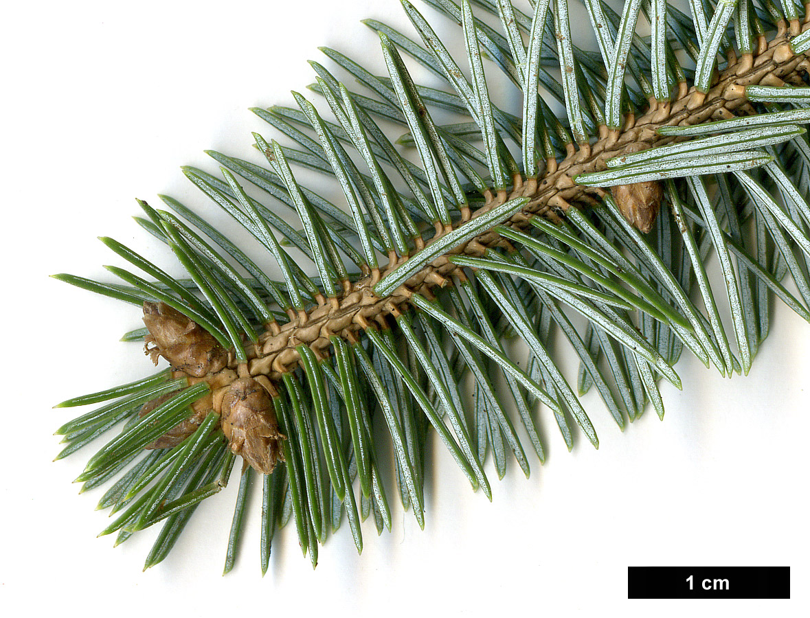 High resolution image: Family: Pinaceae - Genus: Picea - Taxon: sitchensis