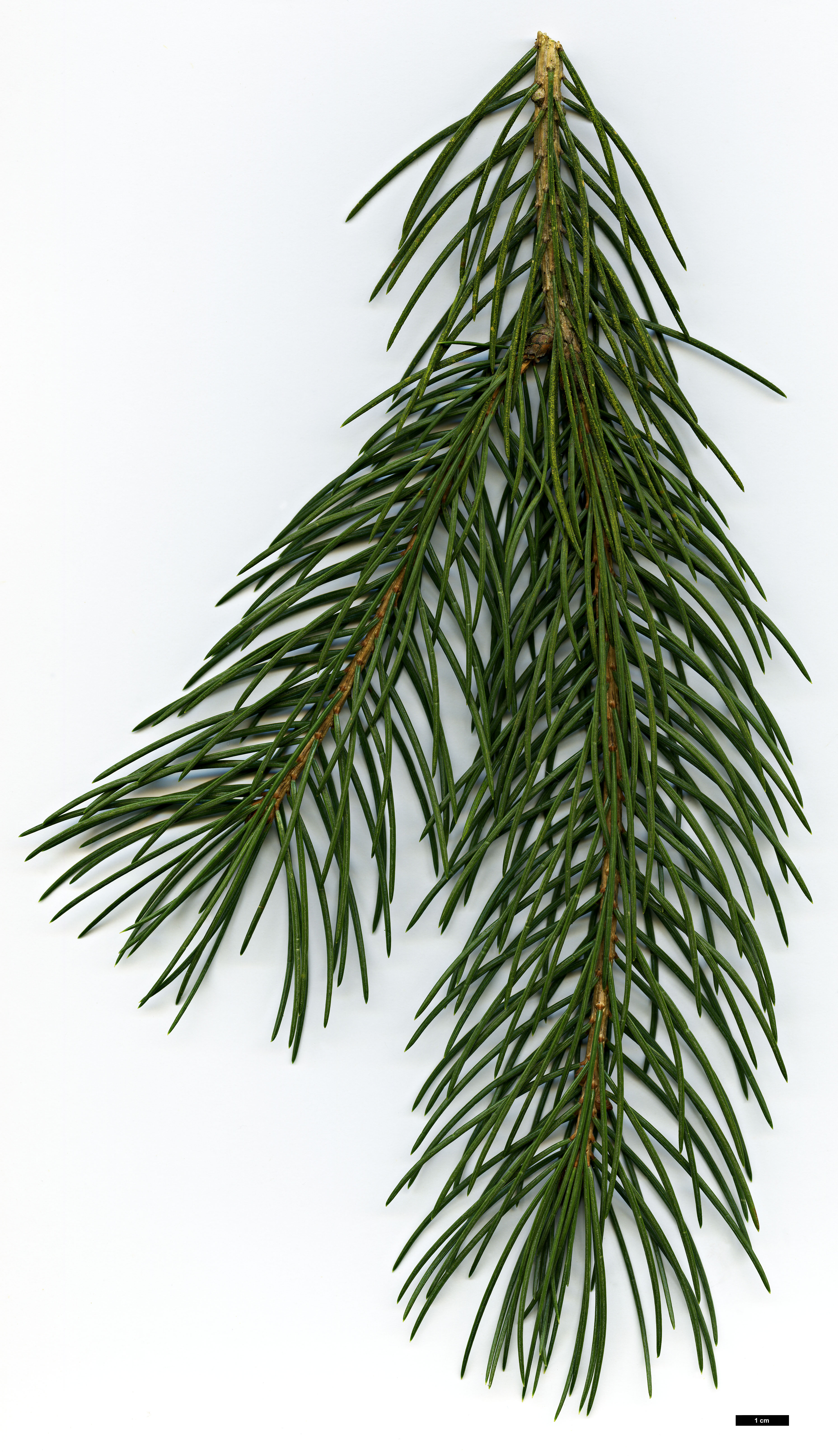 High resolution image: Family: Pinaceae - Genus: Picea - Taxon: smithiana