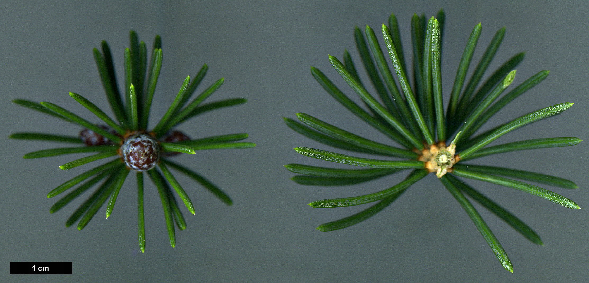 High resolution image: Family: Pinaceae - Genus: Picea - Taxon: torano