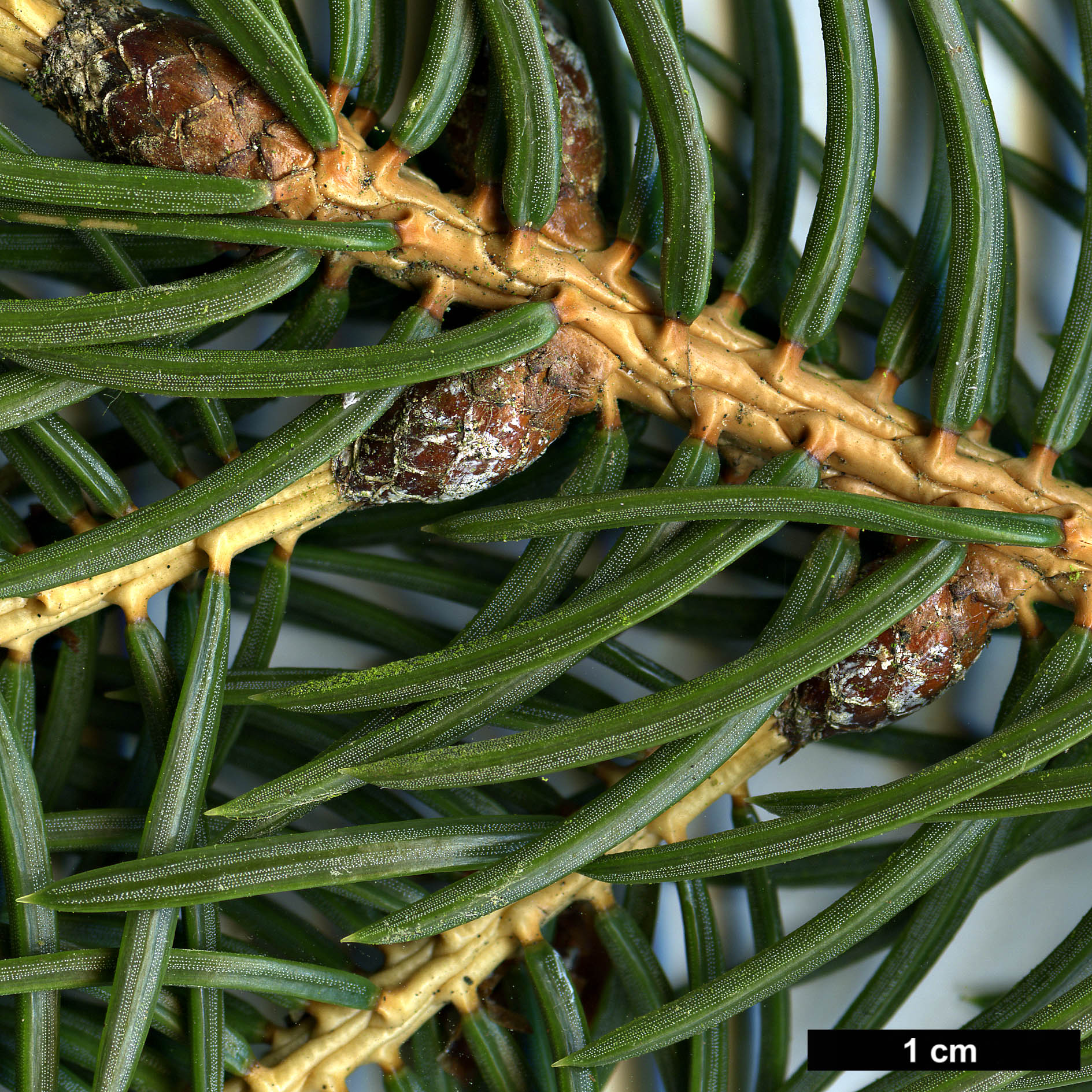 High resolution image: Family: Pinaceae - Genus: Picea - Taxon: torano