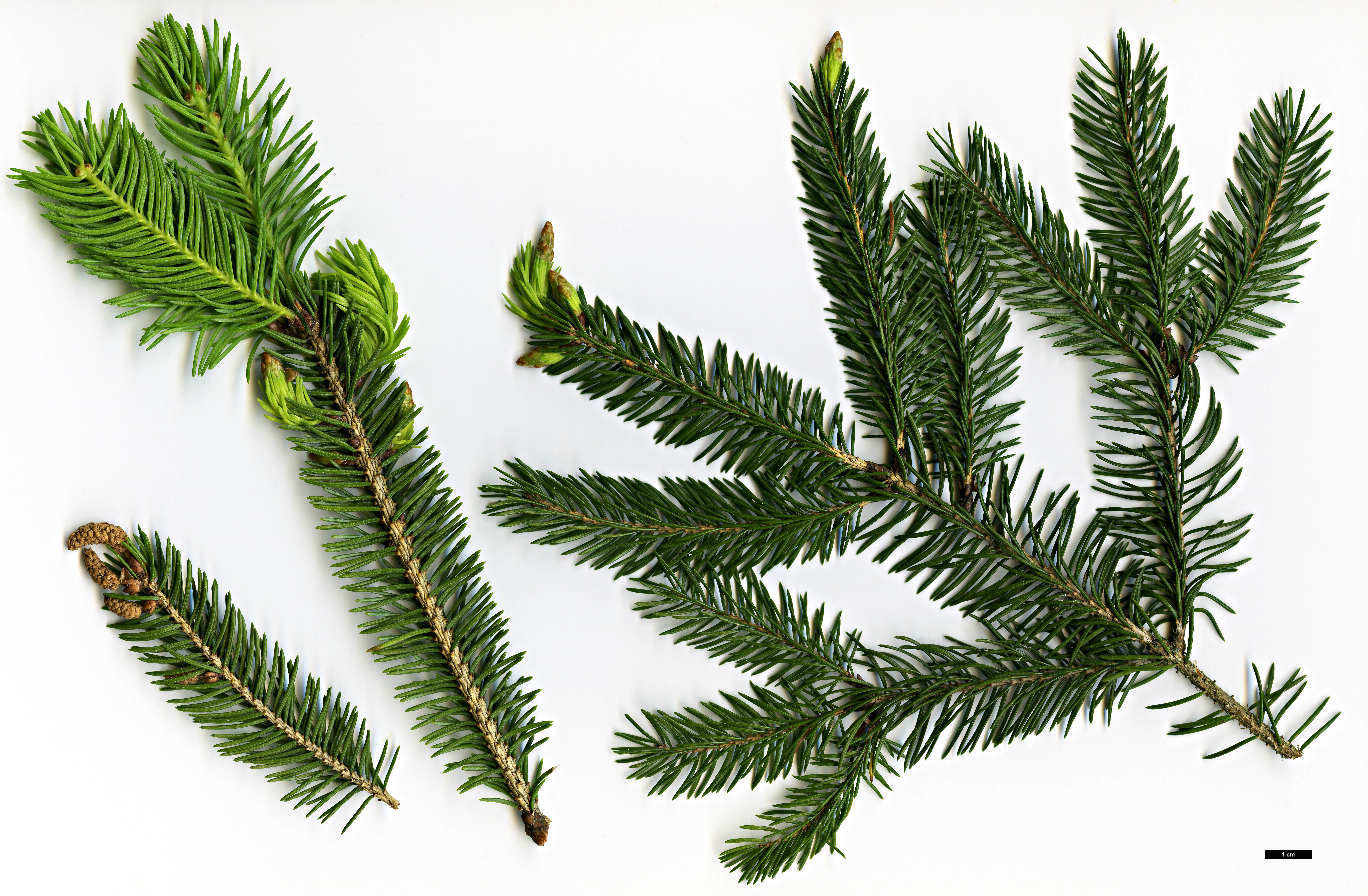 High resolution image: Family: Pinaceae - Genus: Picea - Taxon: wilsonii
