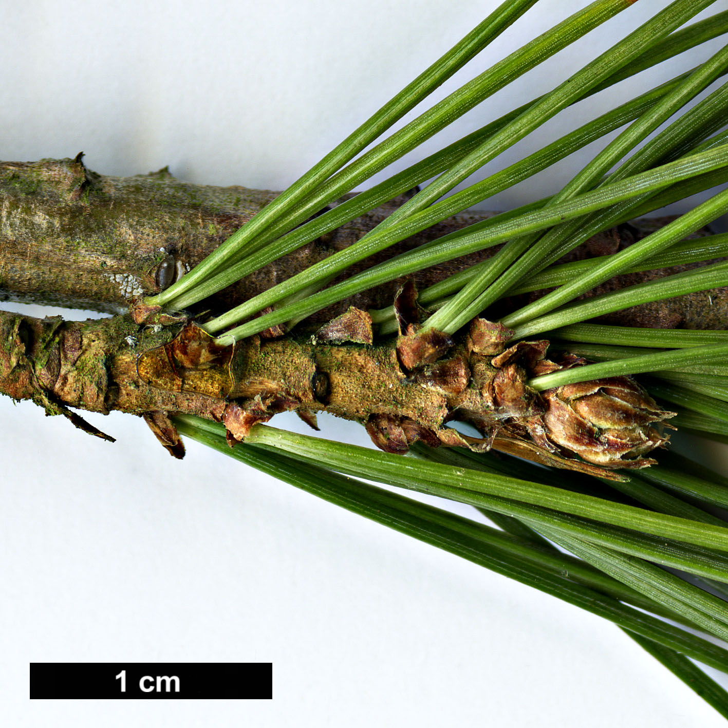 High resolution image: Family: Pinaceae - Genus: Pinus - Taxon: albicaulis