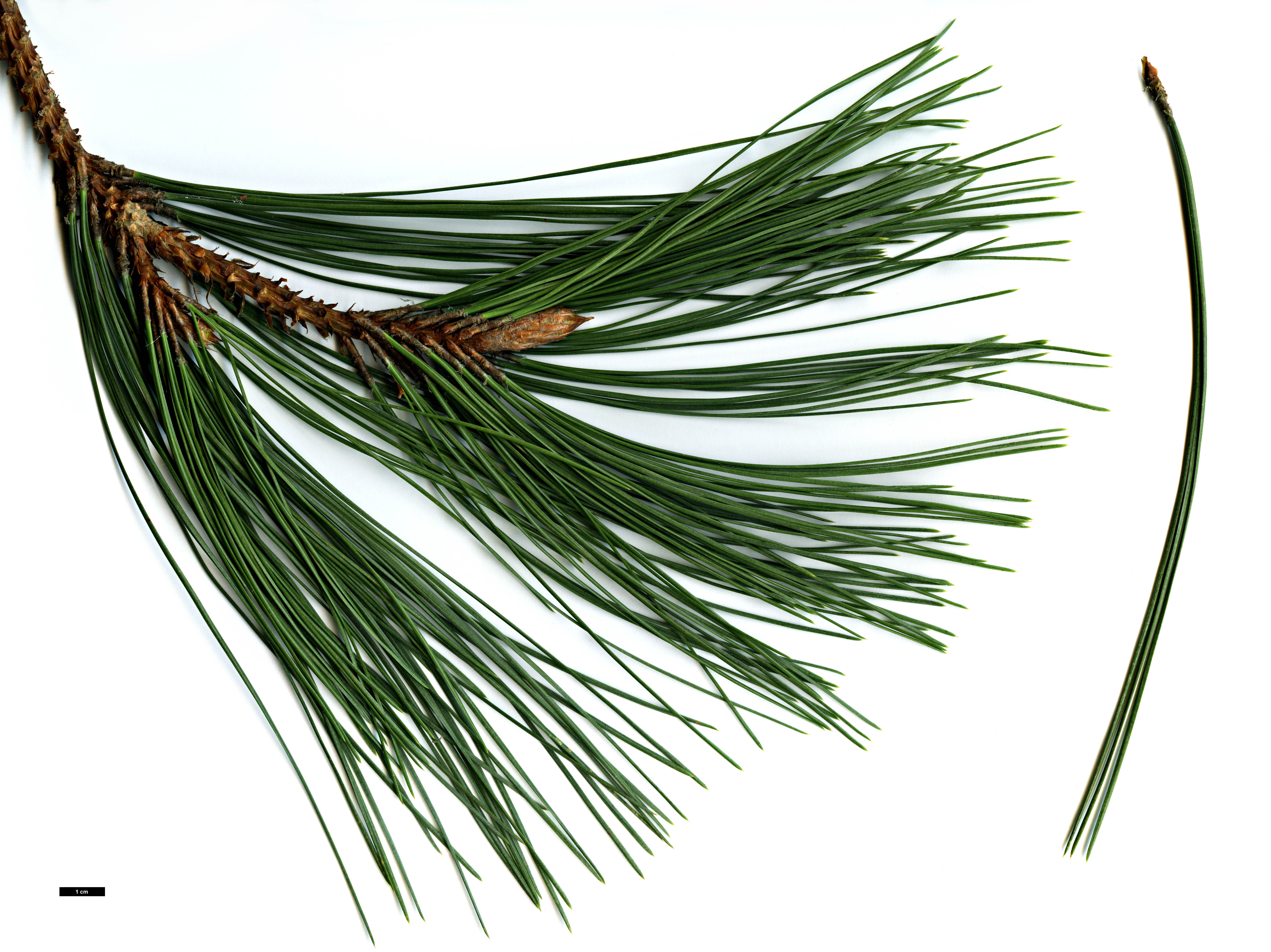 High resolution image: Family: Pinaceae - Genus: Pinus - Taxon: arizonica