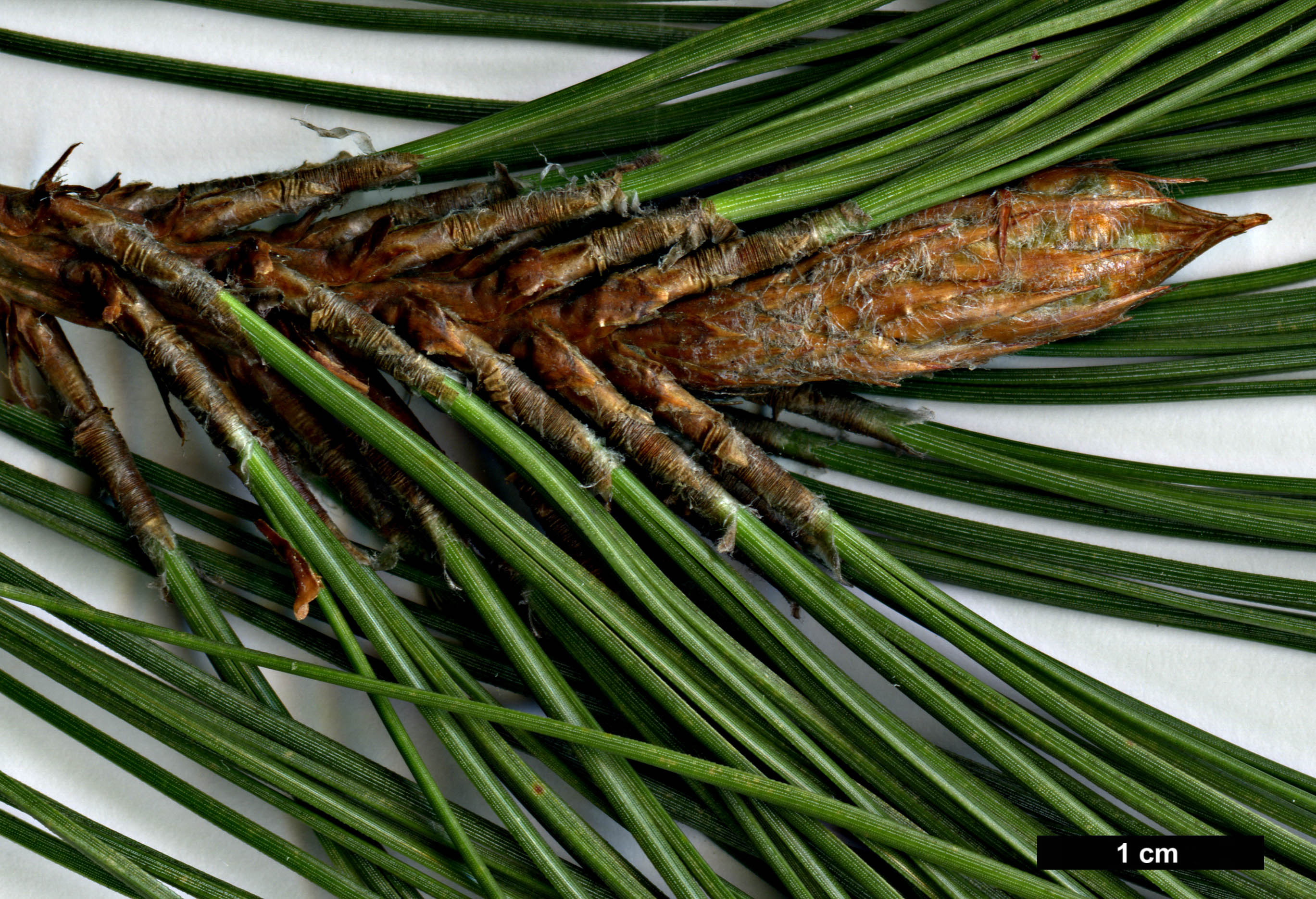 High resolution image: Family: Pinaceae - Genus: Pinus - Taxon: arizonica