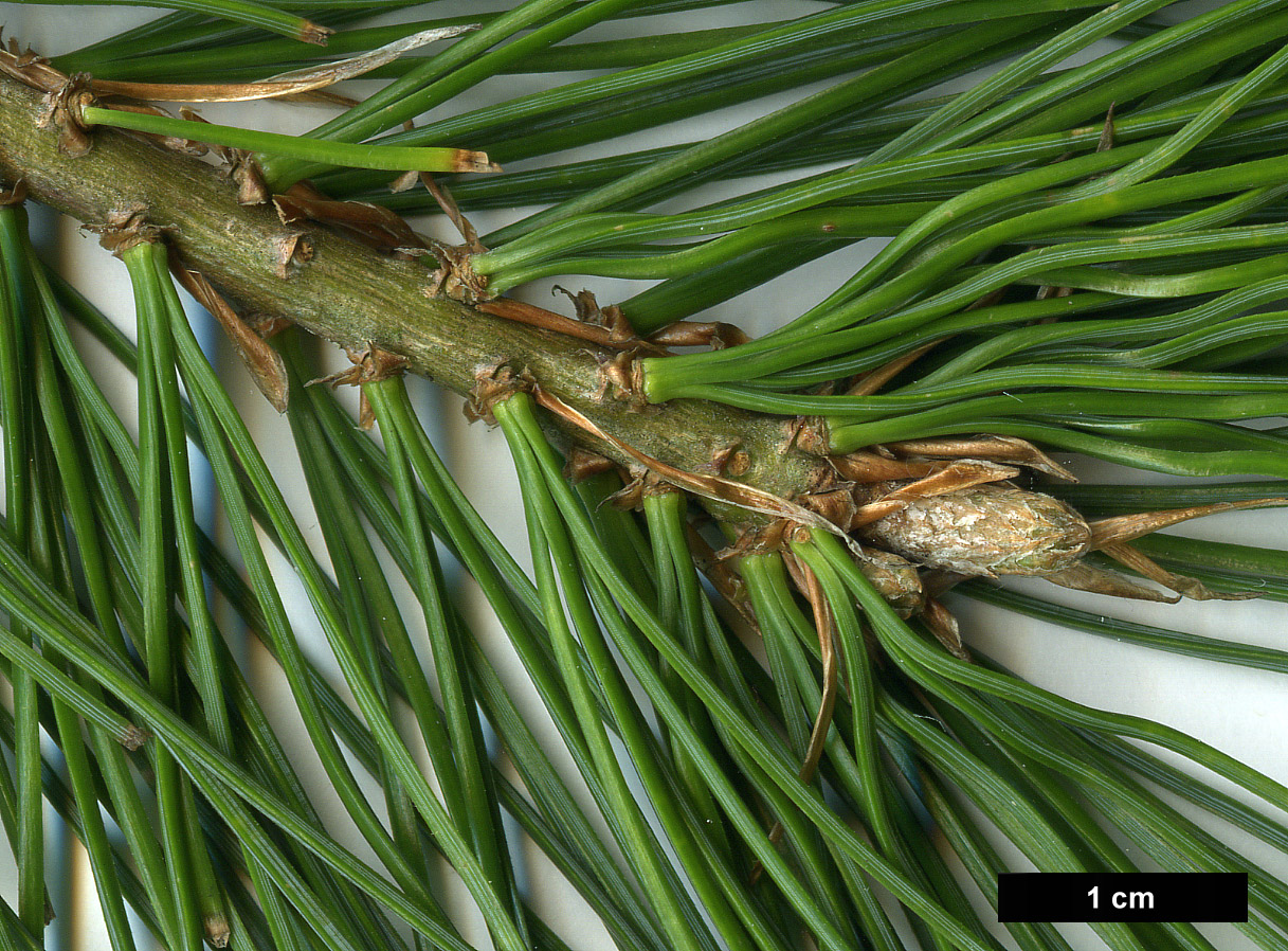 High resolution image: Family: Pinaceae - Genus: Pinus - Taxon: armandii