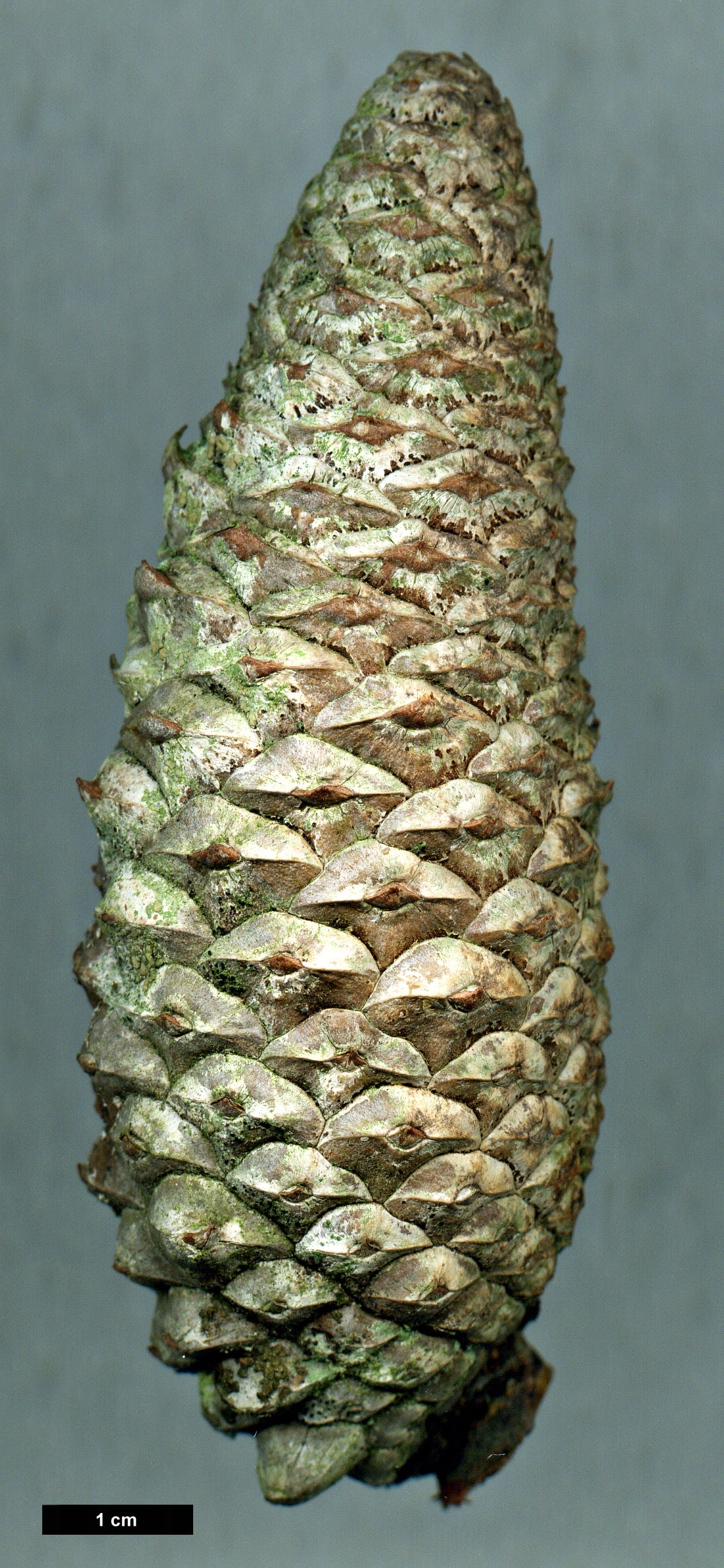 High resolution image: Family: Pinaceae - Genus: Pinus - Taxon: attenuata