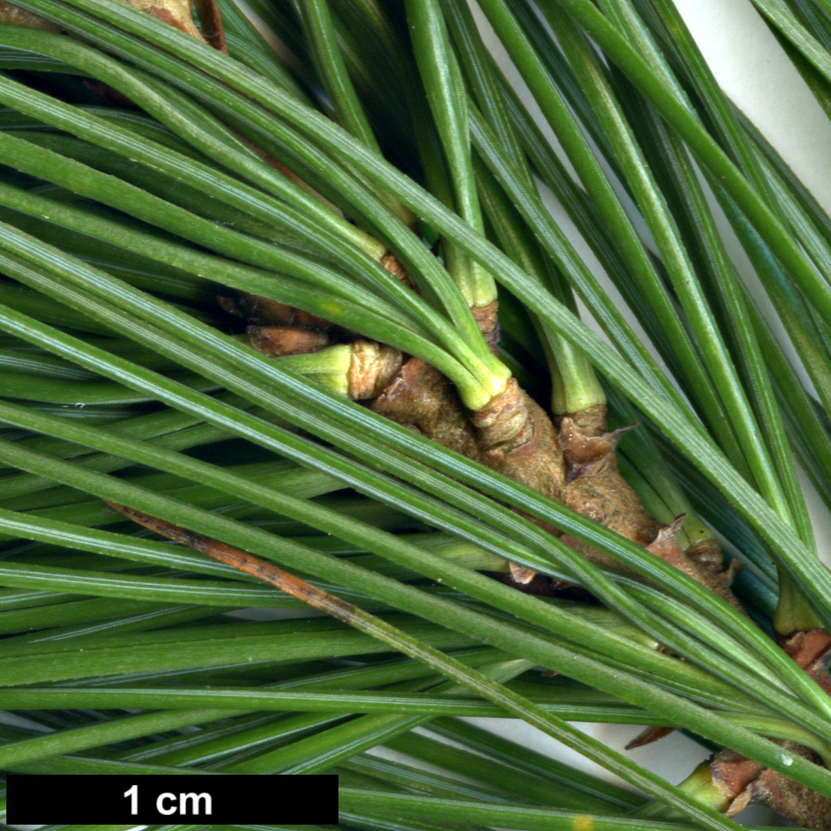 High resolution image: Family: Pinaceae - Genus: Pinus - Taxon: ayacahuite