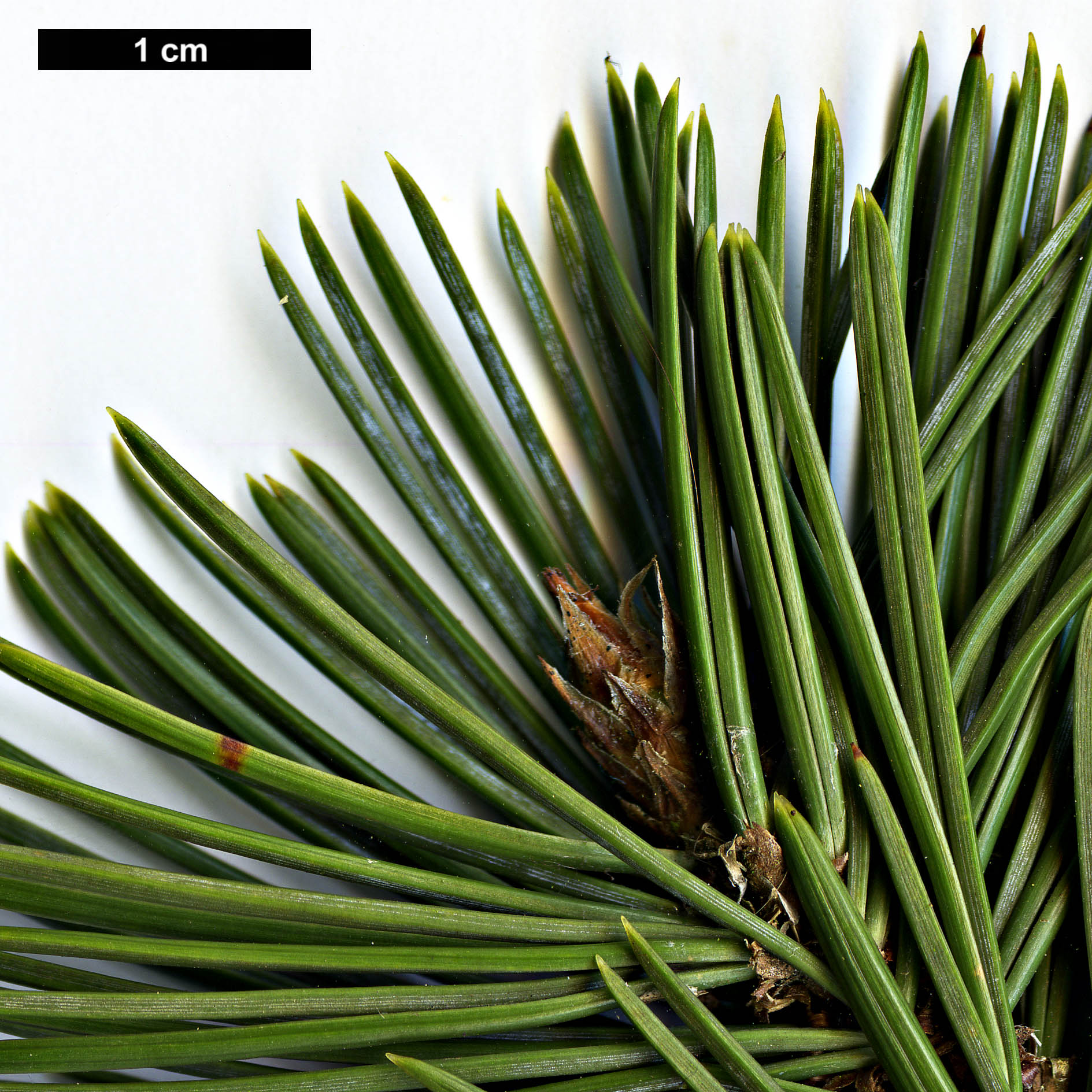 High resolution image: Family: Pinaceae - Genus: Pinus - Taxon: balfouriana