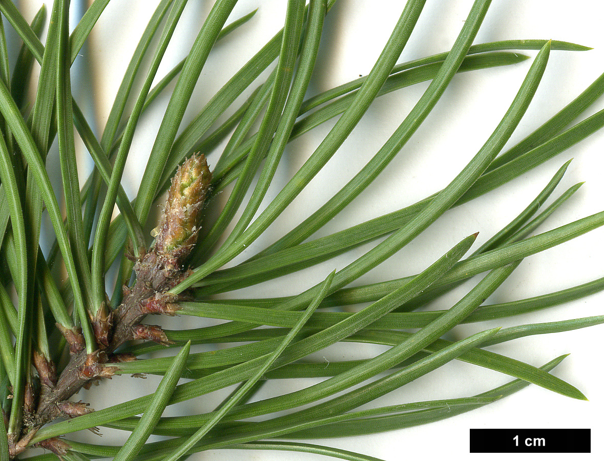 High resolution image: Family: Pinaceae - Genus: Pinus - Taxon: banksiana