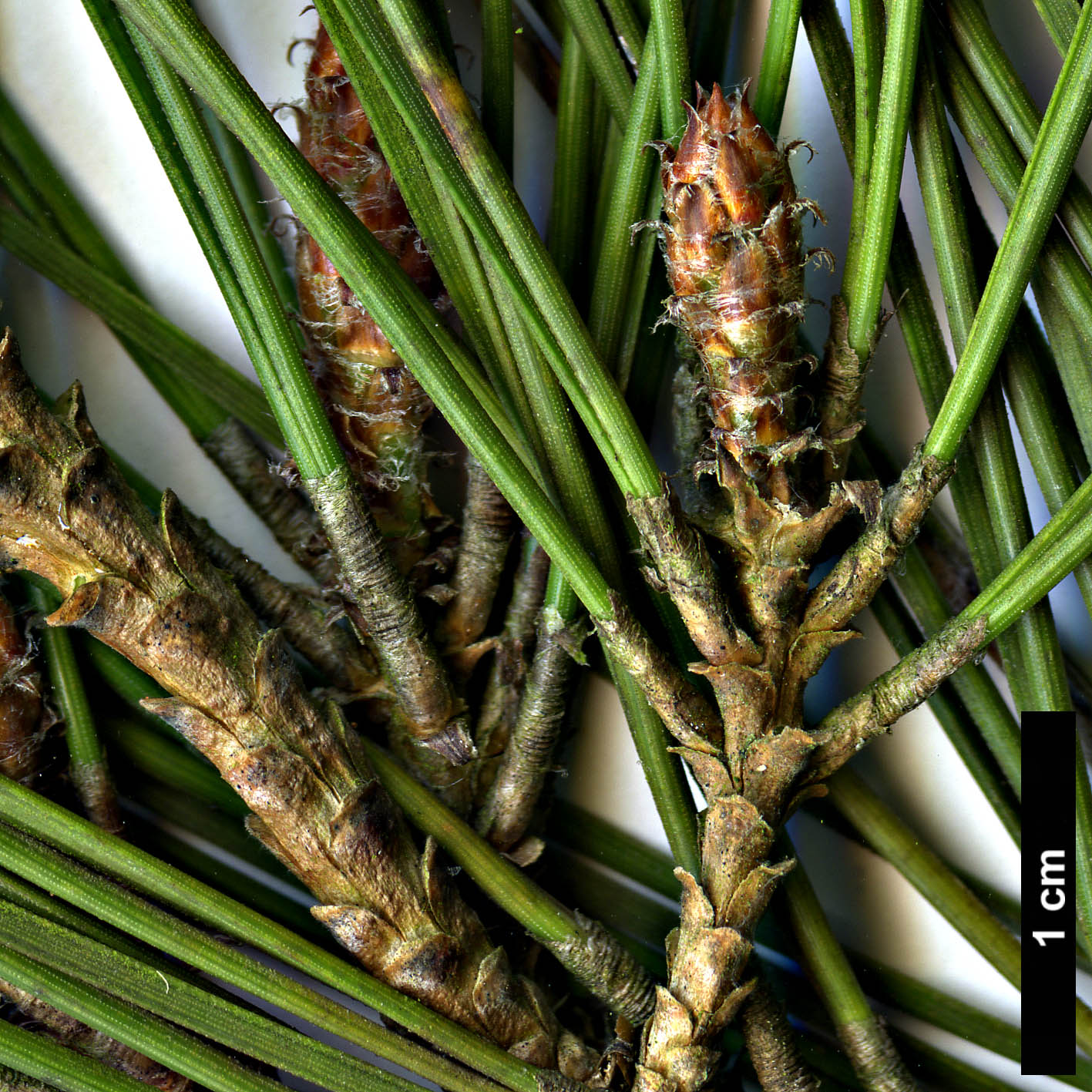 High resolution image: Family: Pinaceae - Genus: Pinus - Taxon: brutia
