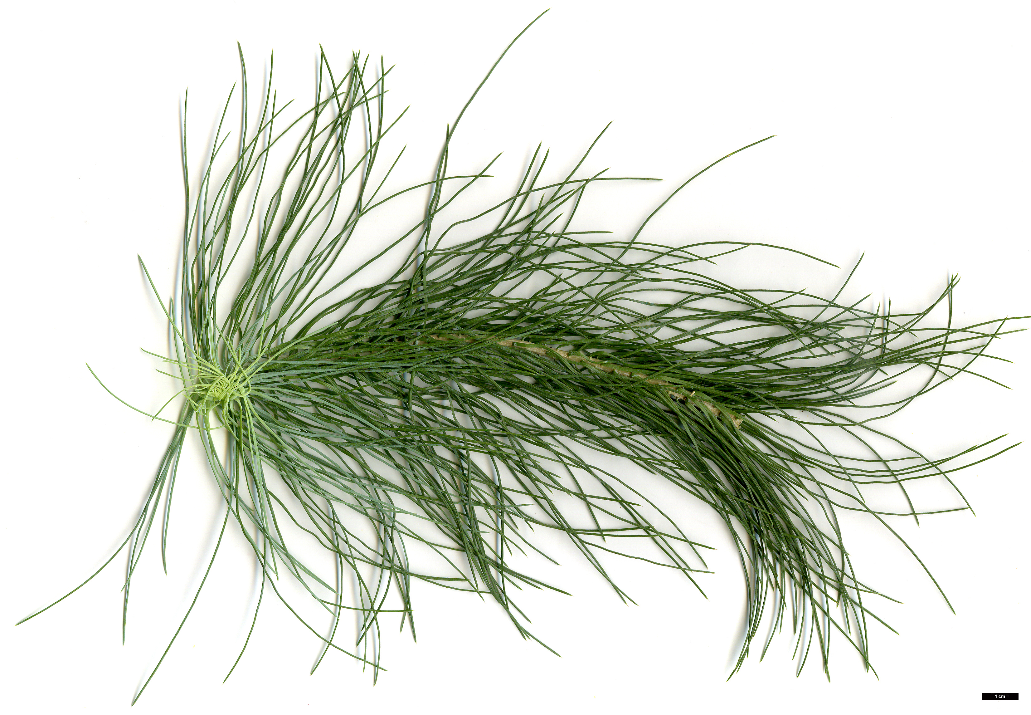 High resolution image: Family: Pinaceae - Genus: Pinus - Taxon: canariensis