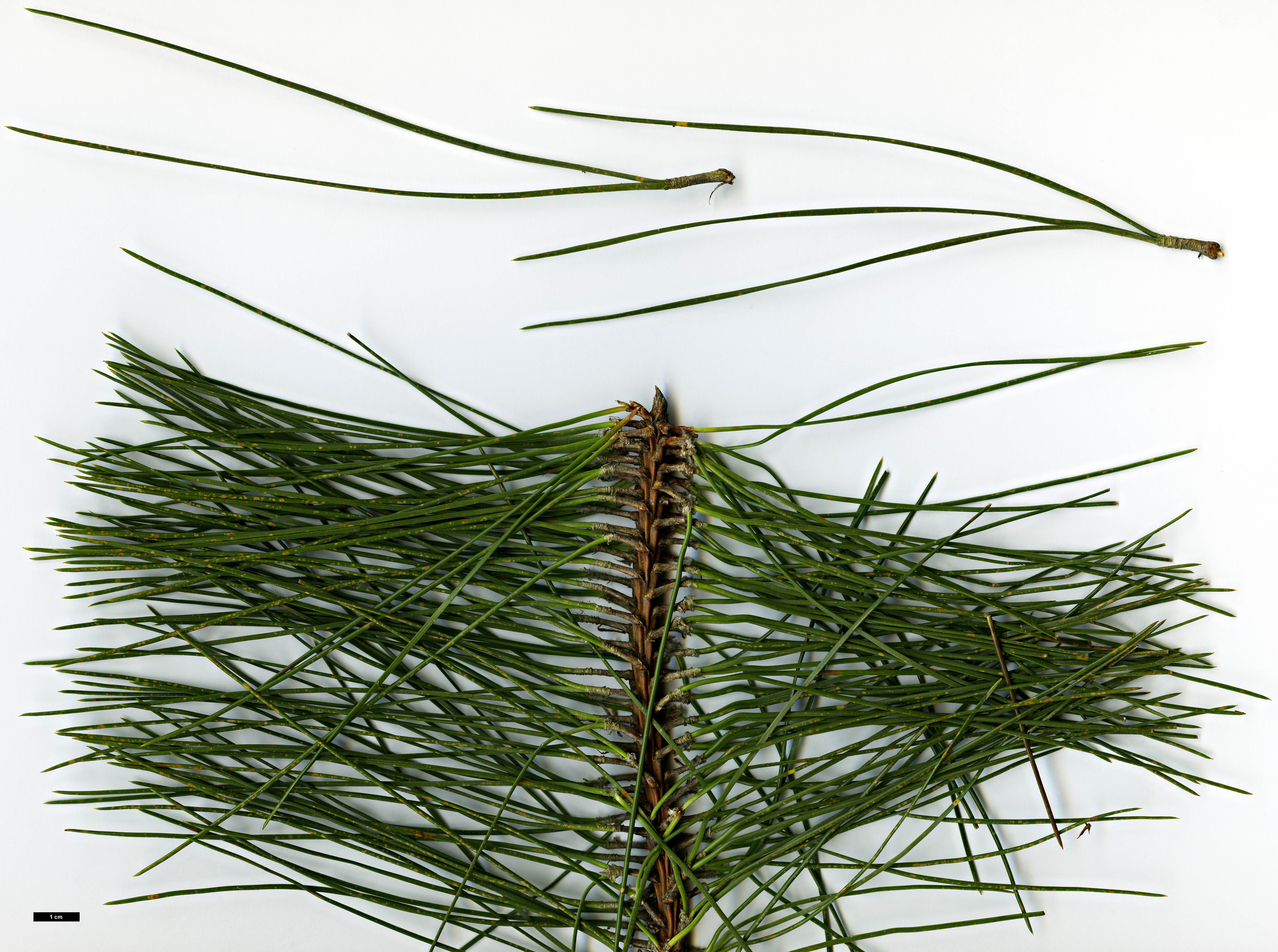 High resolution image: Family: Pinaceae - Genus: Pinus - Taxon: caribaea