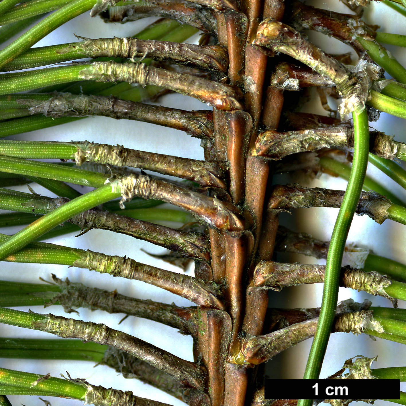 High resolution image: Family: Pinaceae - Genus: Pinus - Taxon: caribaea