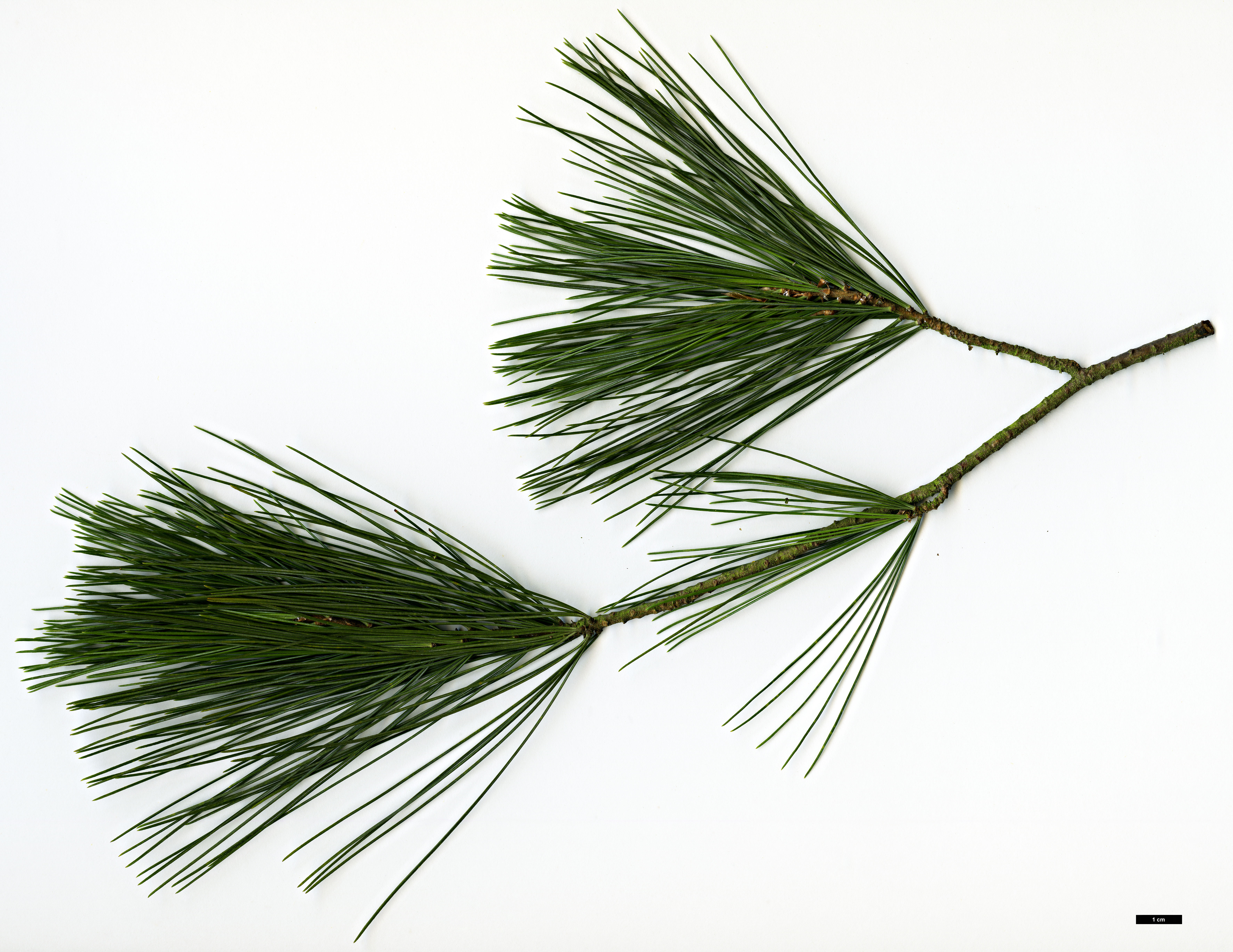 High resolution image: Family: Pinaceae - Genus: Pinus - Taxon: chiapensis
