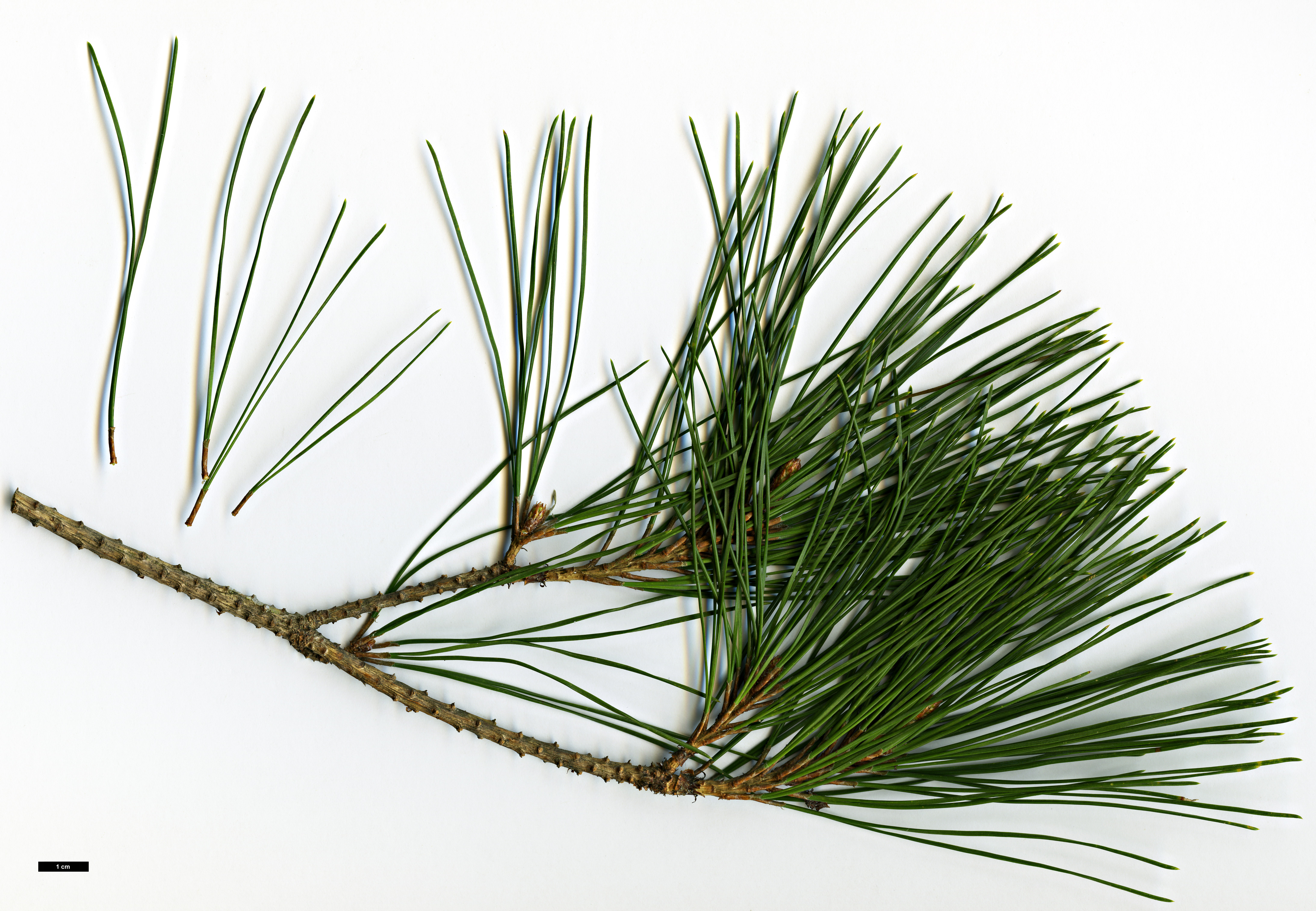 High resolution image: Family: Pinaceae - Genus: Pinus - Taxon: densiflora - SpeciesSub: 'Umbraculifera'