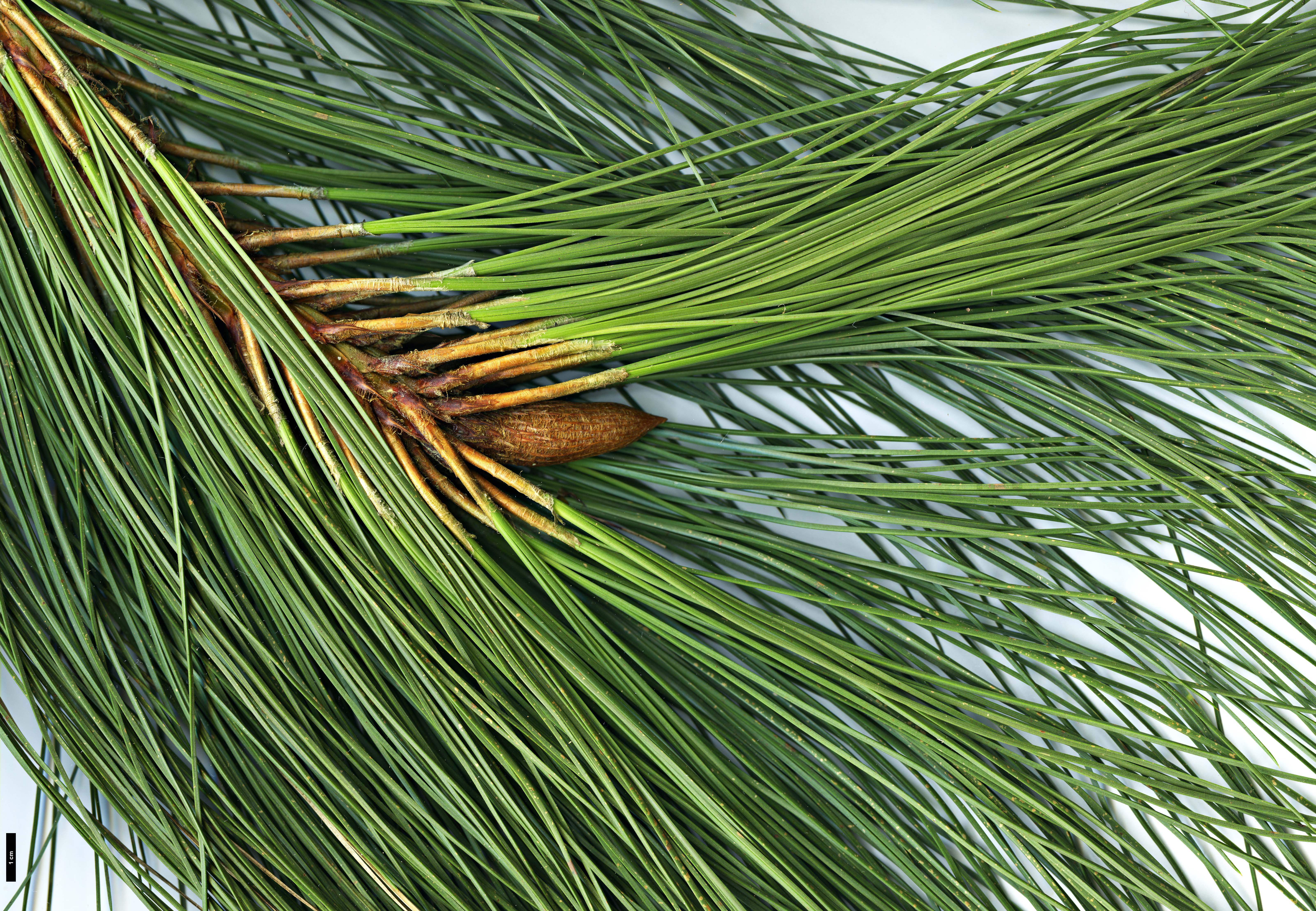 High resolution image: Family: Pinaceae - Genus: Pinus - Taxon: devoniana