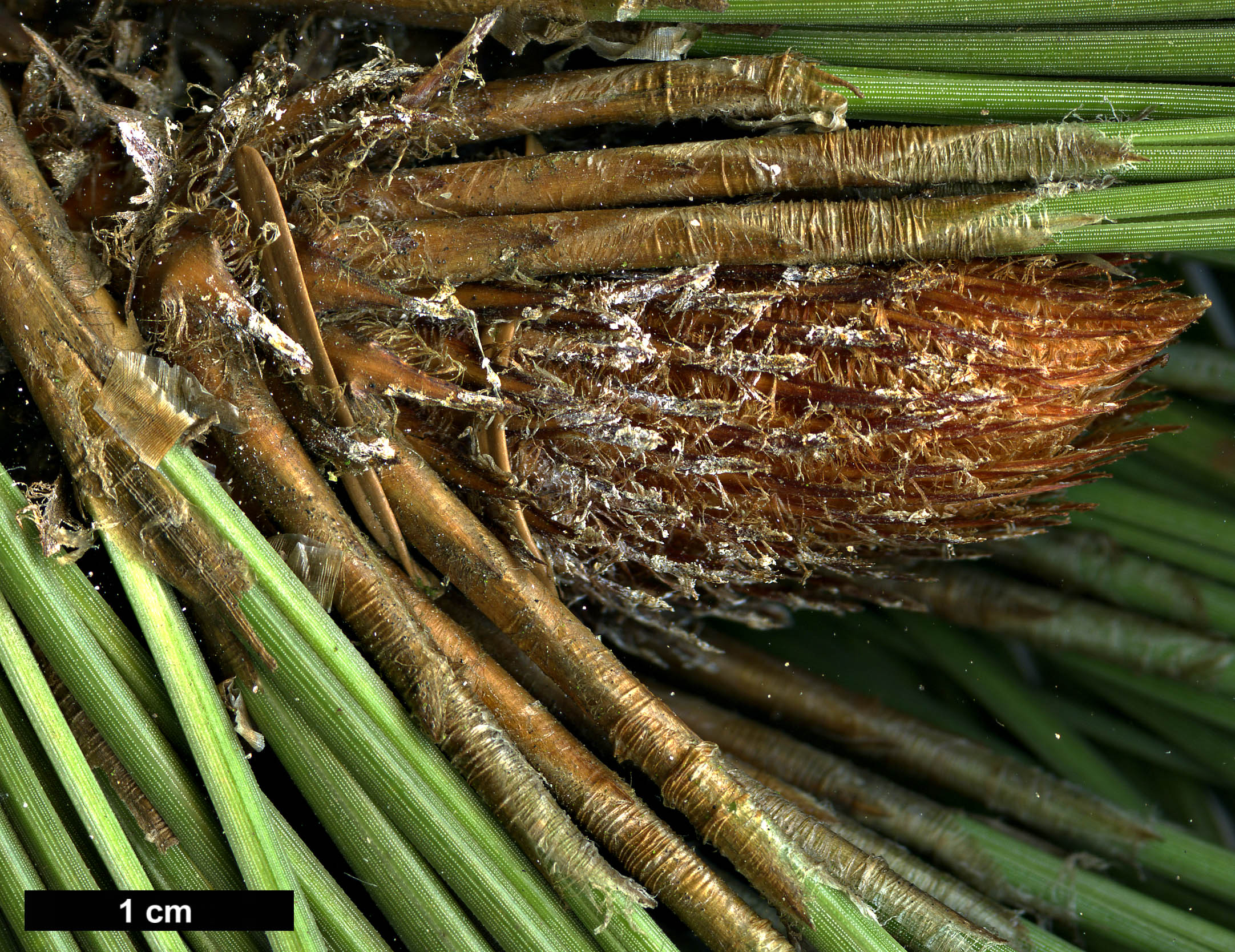 High resolution image: Family: Pinaceae - Genus: Pinus - Taxon: engelmannii