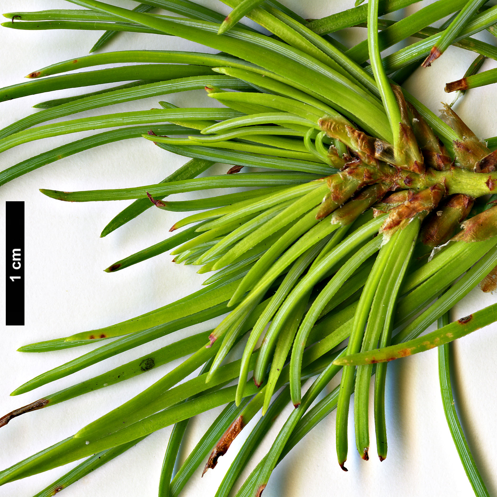High resolution image: Family: Pinaceae - Genus: Pinus - Taxon: eremitana