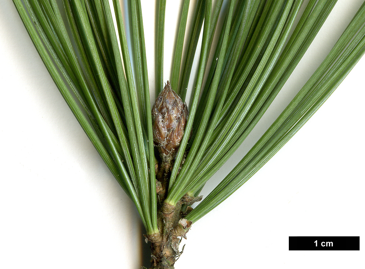 High resolution image: Family: Pinaceae - Genus: Pinus - Taxon: flexilis