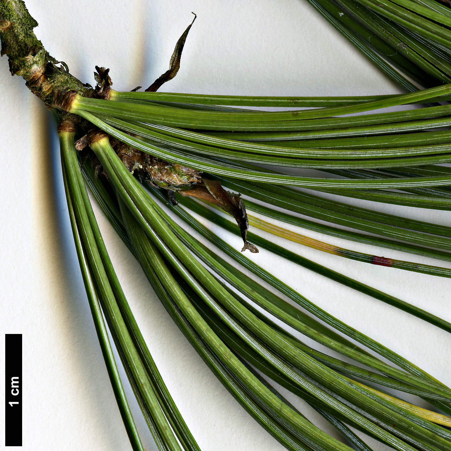 High resolution image: Family: Pinaceae - Genus: Pinus - Taxon: flexilis