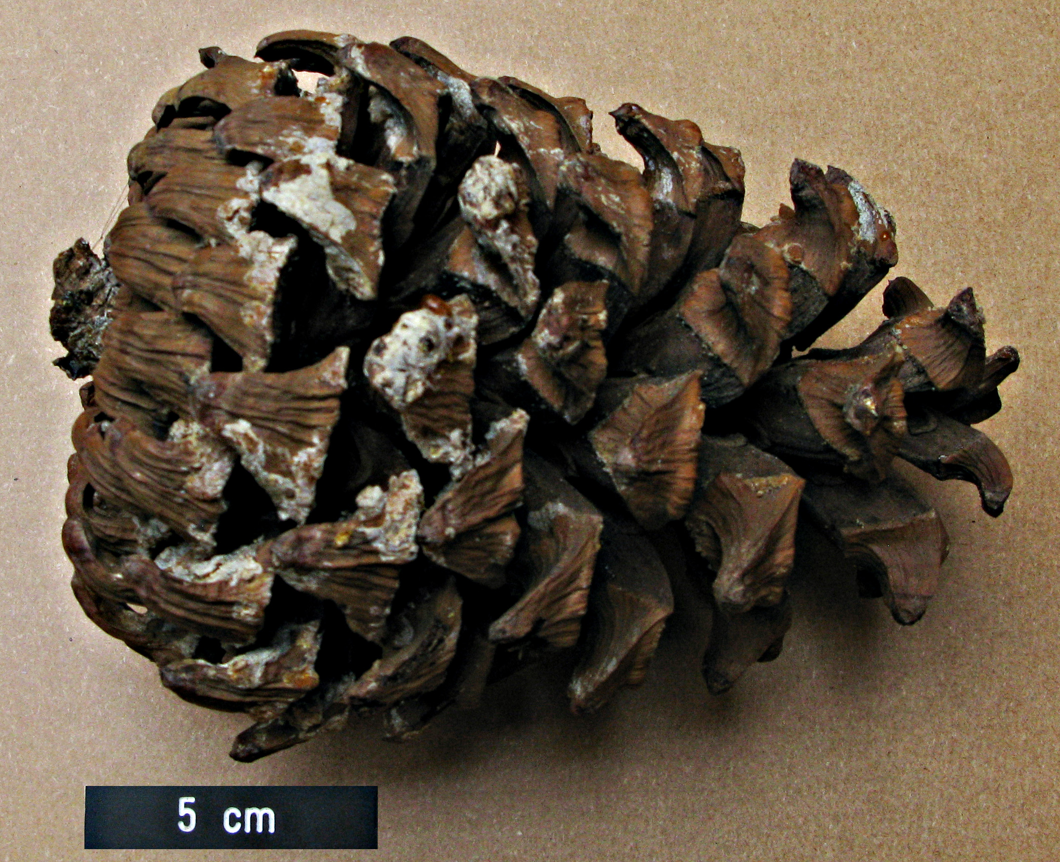 High resolution image: Family: Pinaceae - Genus: Pinus - Taxon: gerardiana