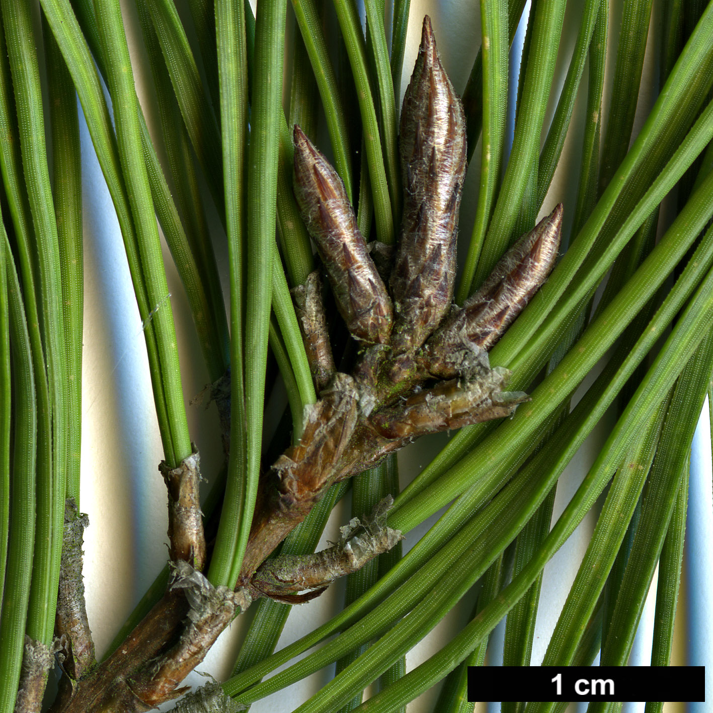 High resolution image: Family: Pinaceae - Genus: Pinus - Taxon: glabra