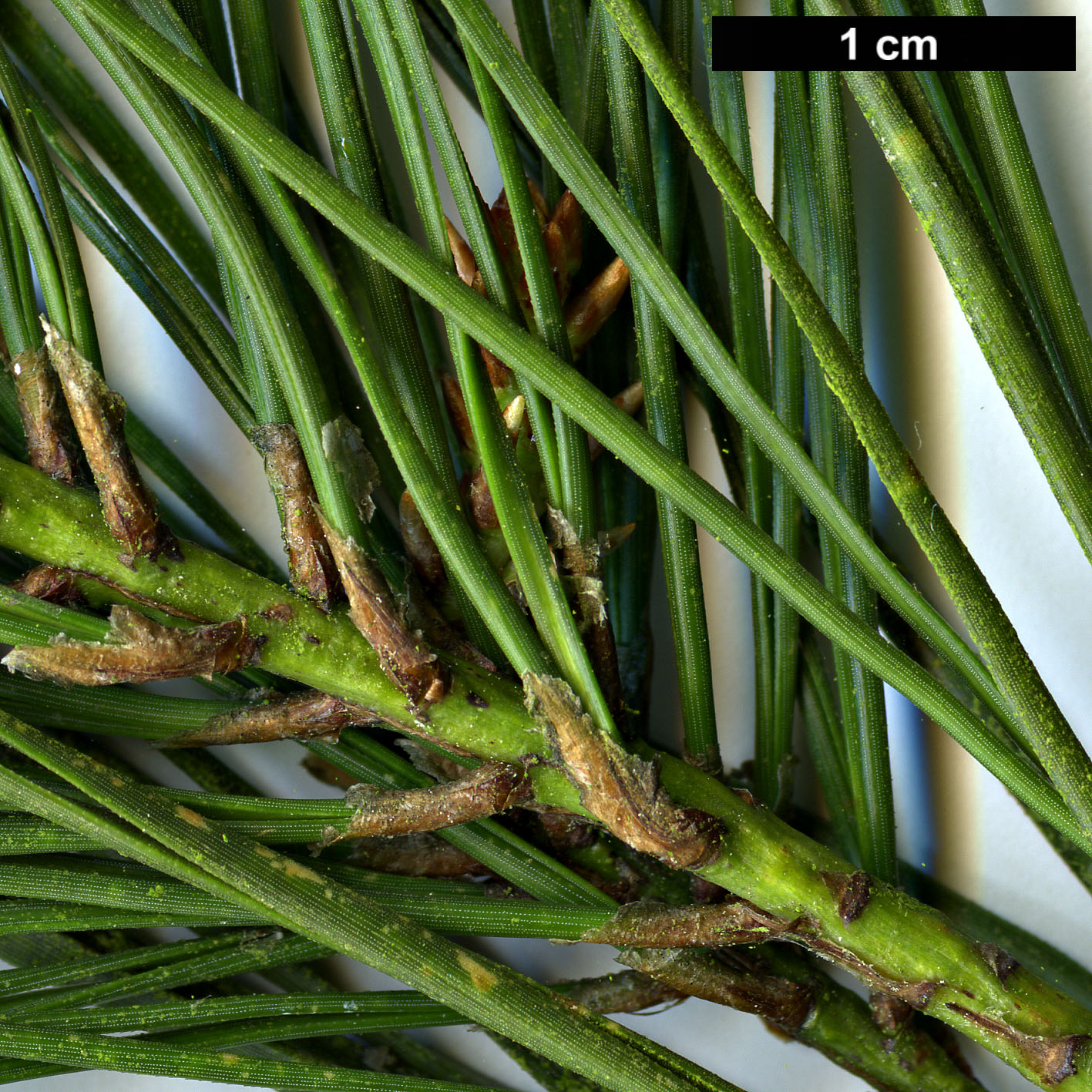 High resolution image: Family: Pinaceae - Genus: Pinus - Taxon: glabra