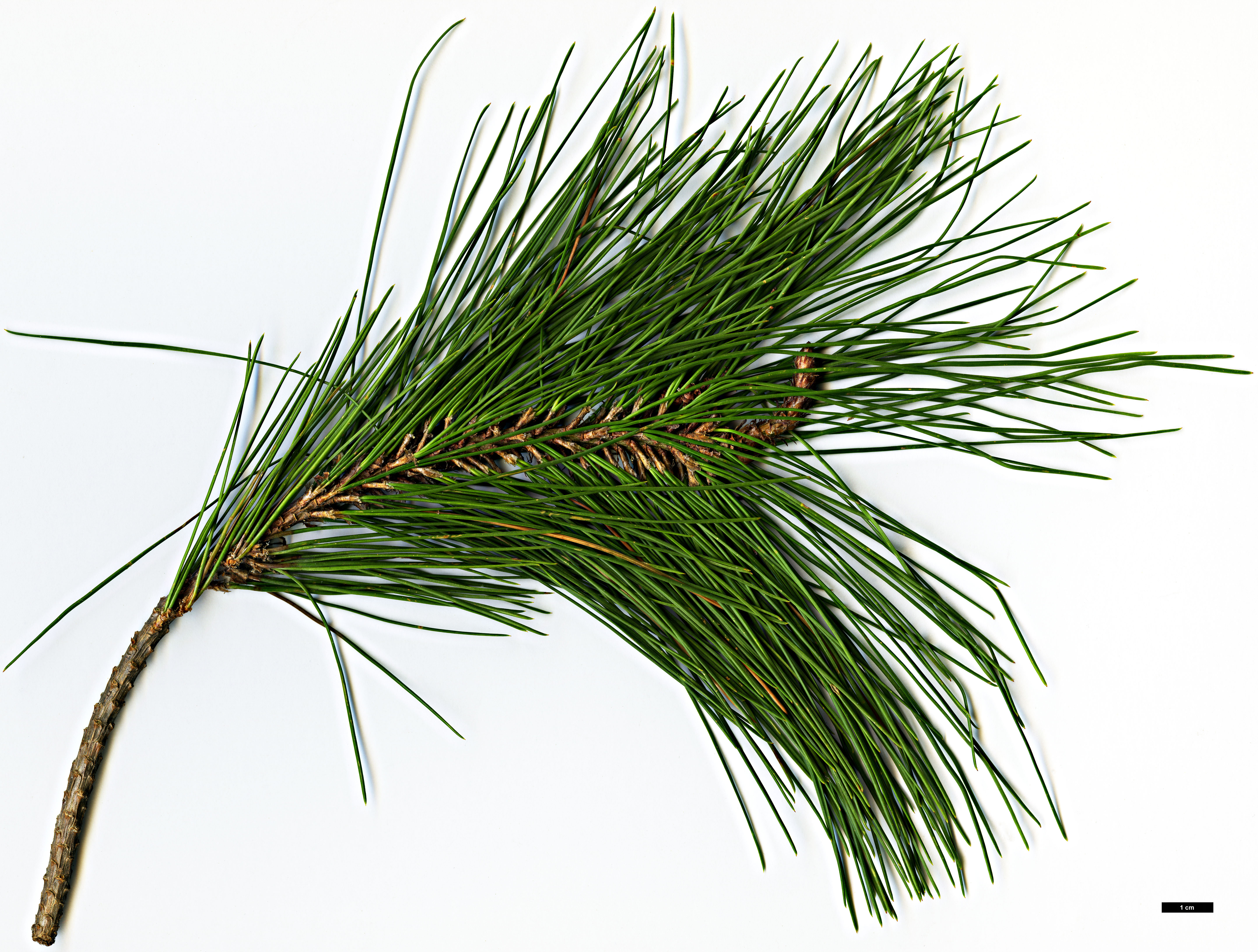 High resolution image: Family: Pinaceae - Genus: Pinus - Taxon: greggii