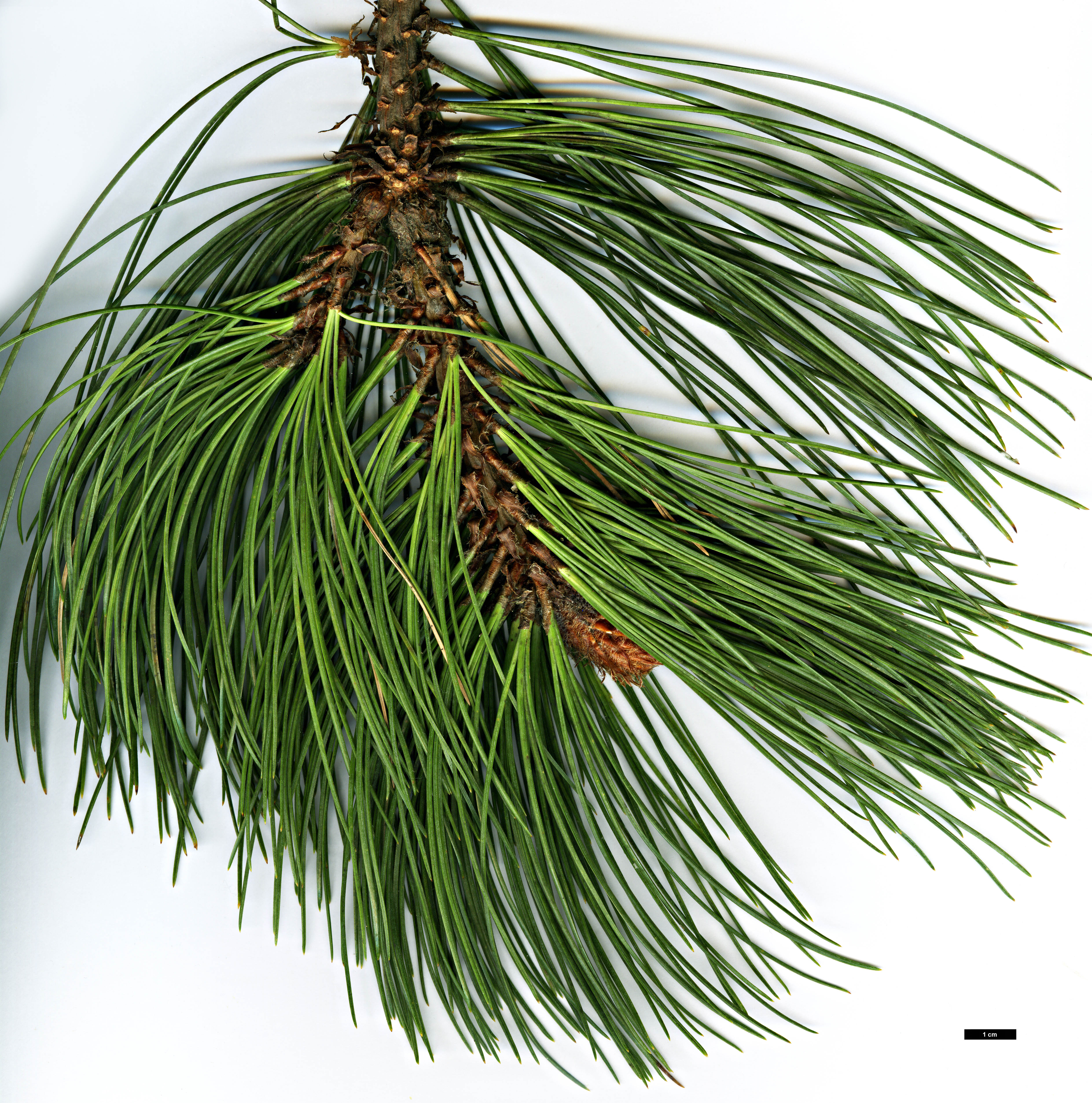 High resolution image: Family: Pinaceae - Genus: Pinus - Taxon: hartwegii