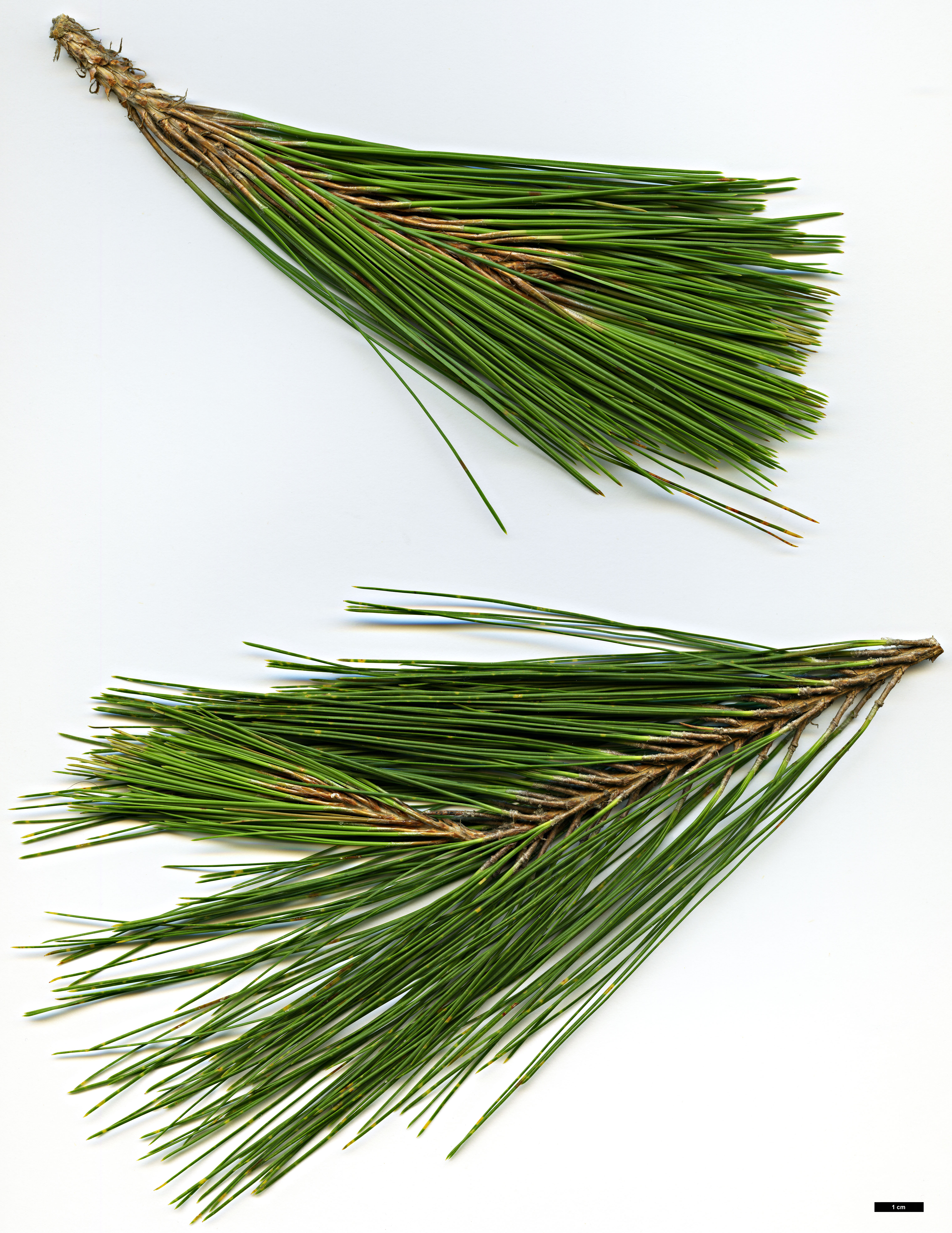High resolution image: Family: Pinaceae - Genus: Pinus - Taxon: herrerae