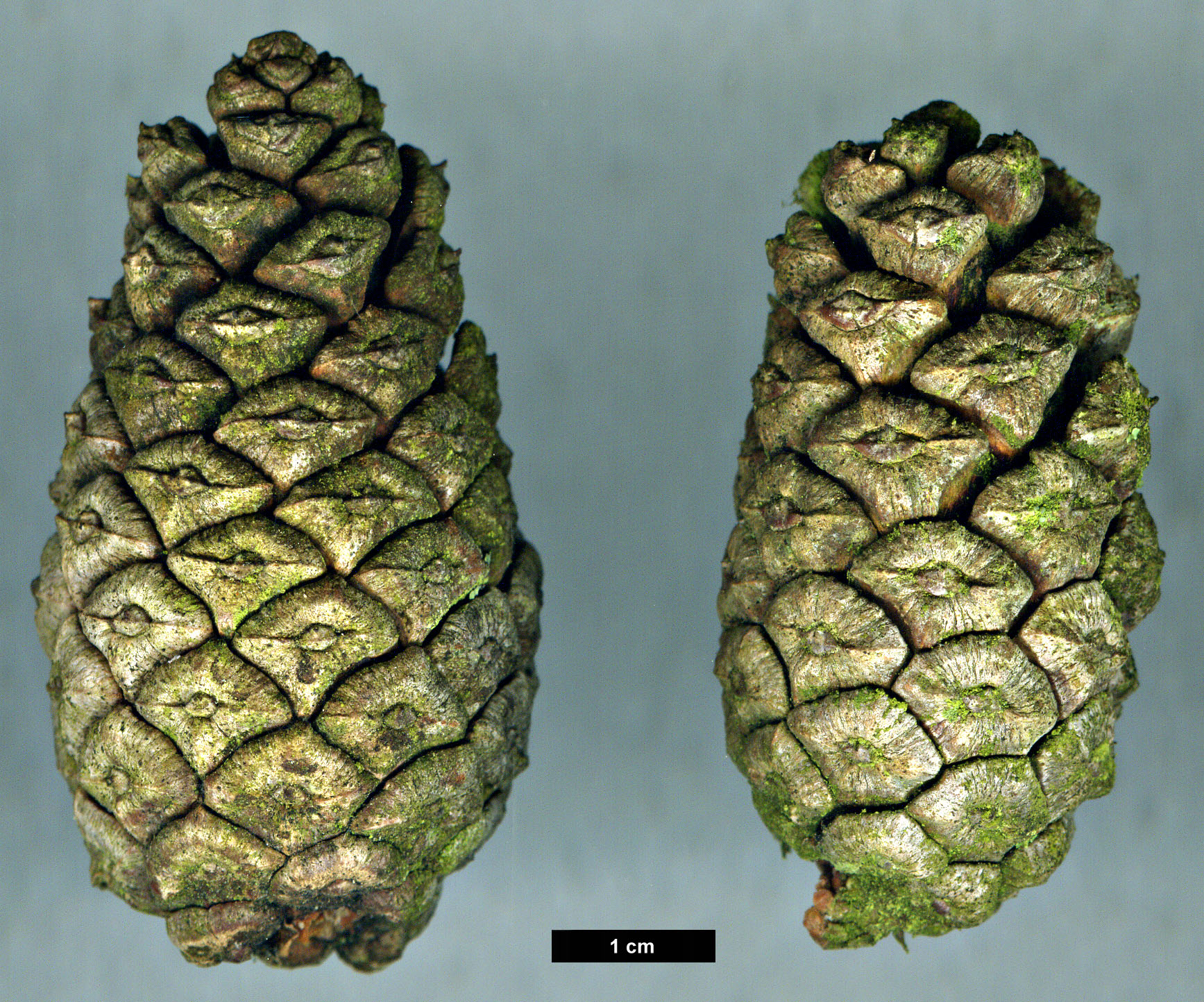 High resolution image: Family: Pinaceae - Genus: Pinus - Taxon: hwangshanensis