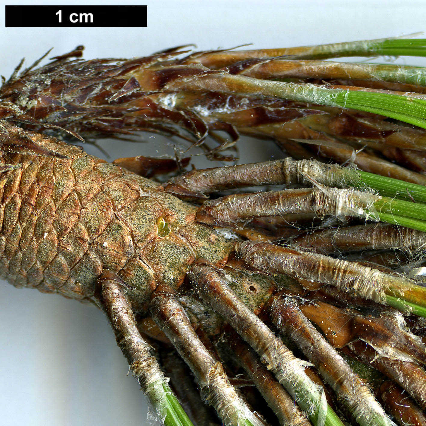 High resolution image: Family: Pinaceae - Genus: Pinus - Taxon: kesiya