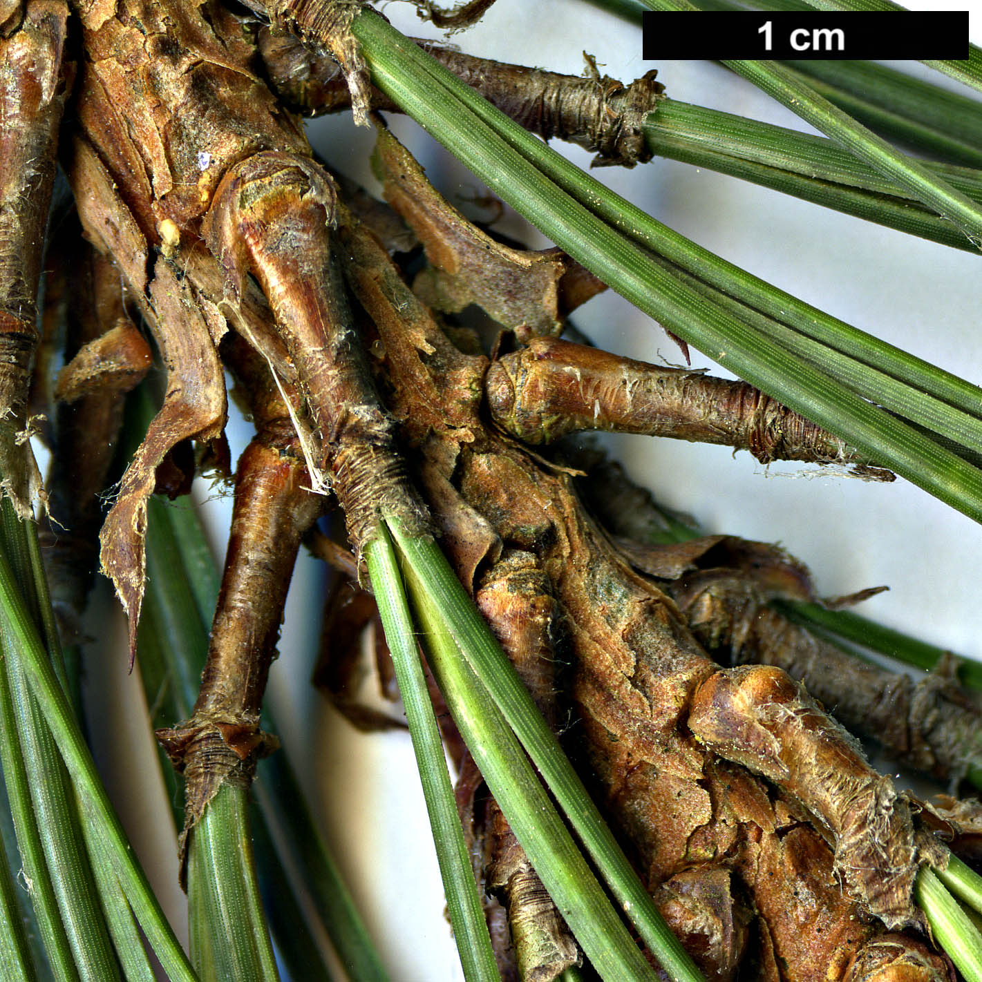 High resolution image: Family: Pinaceae - Genus: Pinus - Taxon: lawsonii