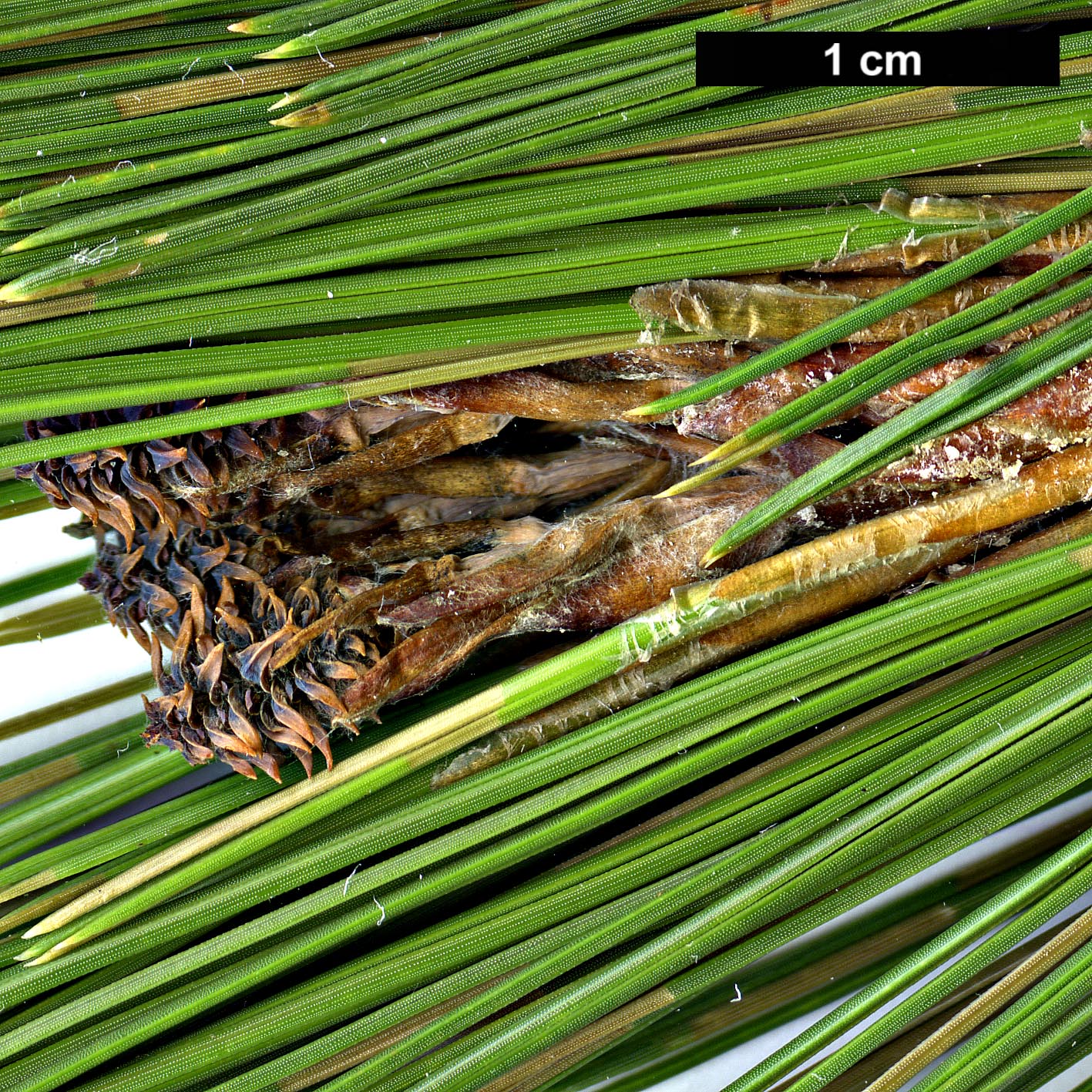 High resolution image: Family: Pinaceae - Genus: Pinus - Taxon: leiophylla