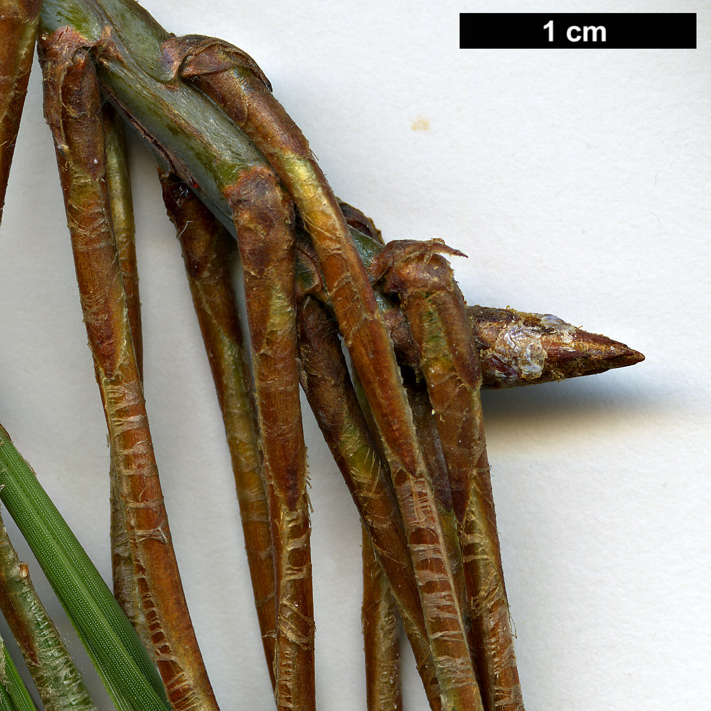 High resolution image: Family: Pinaceae - Genus: Pinus - Taxon: lumholtzii