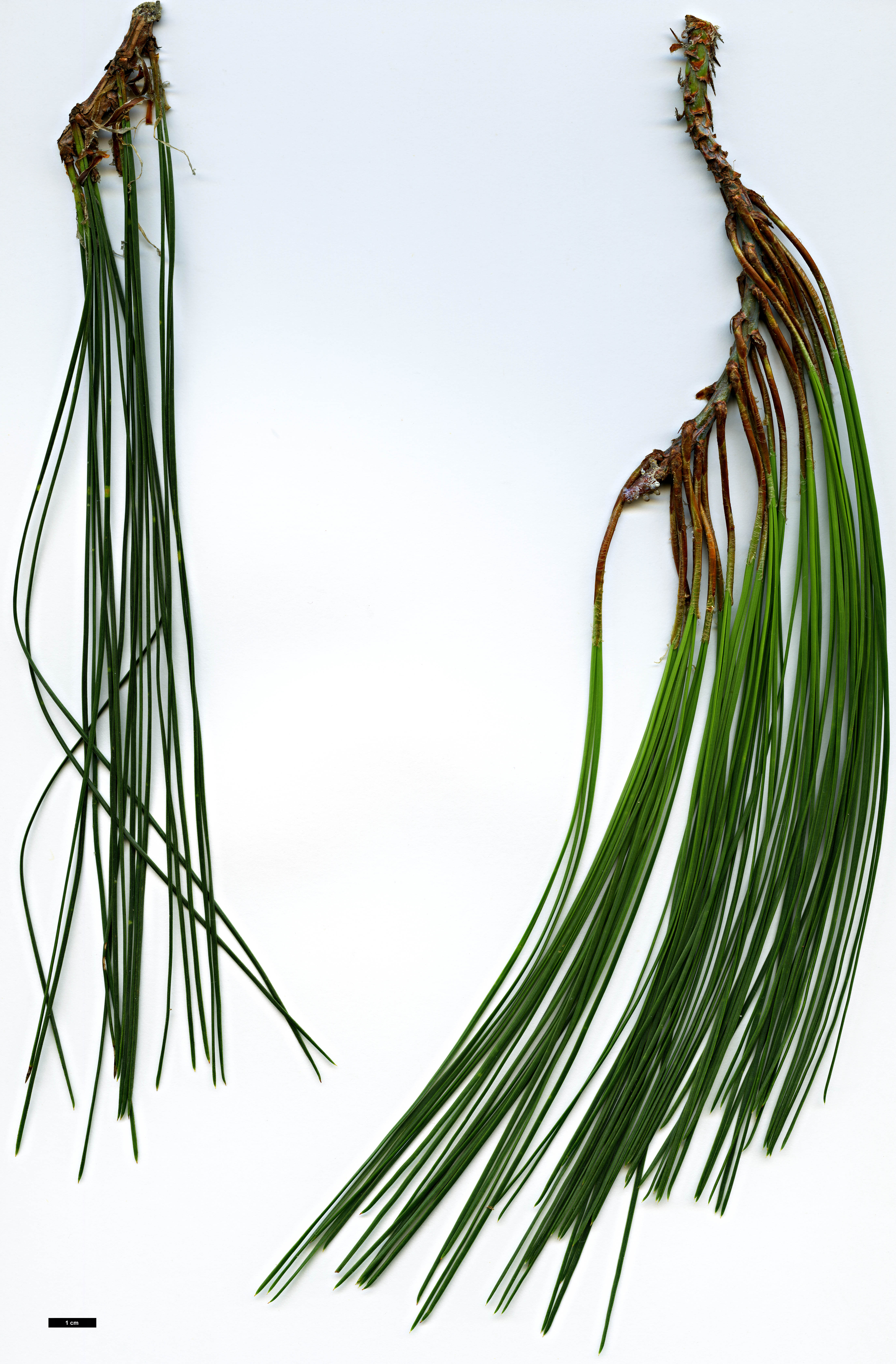 High resolution image: Family: Pinaceae - Genus: Pinus - Taxon: lumholtzii