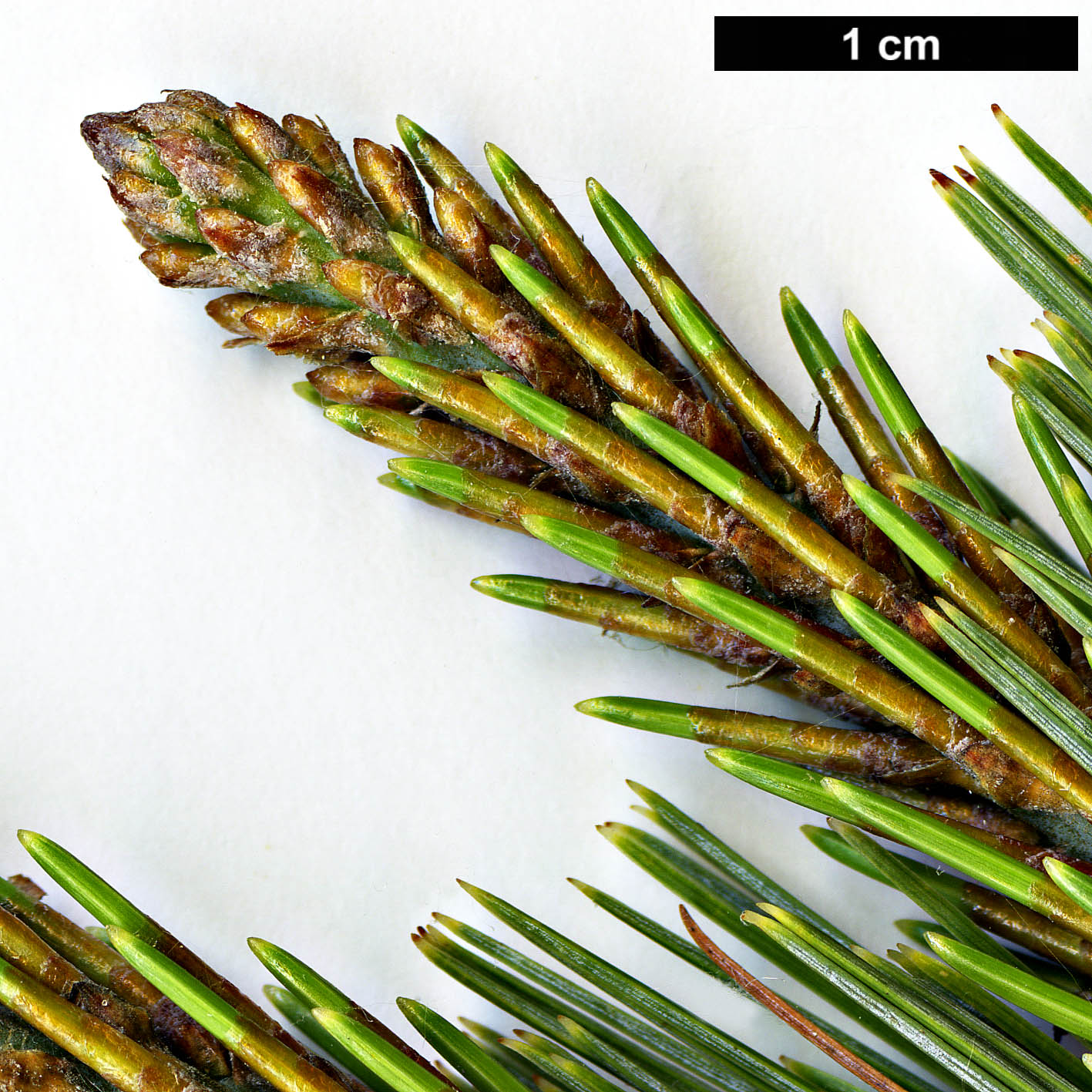 High resolution image: Family: Pinaceae - Genus: Pinus - Taxon: maximartinezii