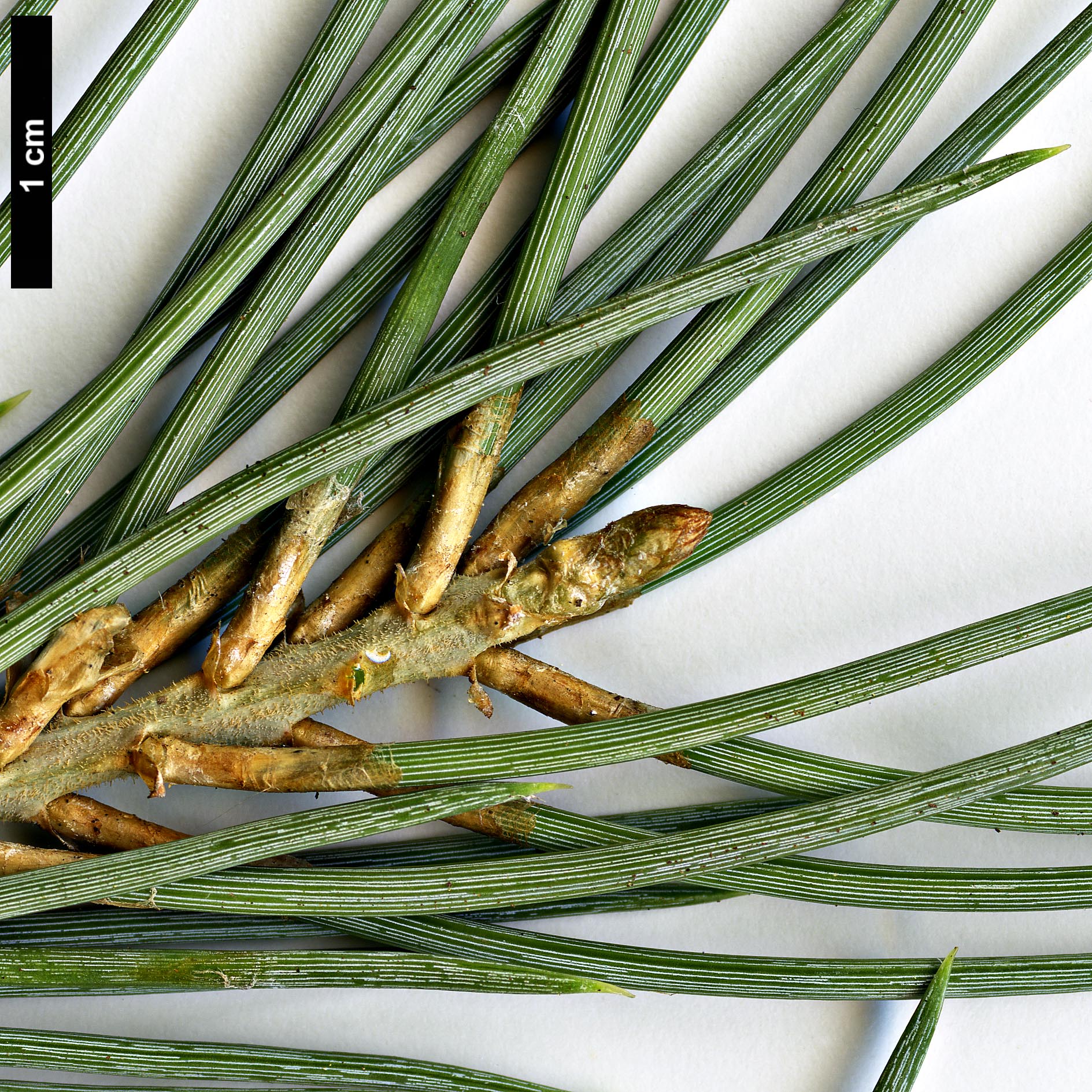High resolution image: Family: Pinaceae - Genus: Pinus - Taxon: monophylla