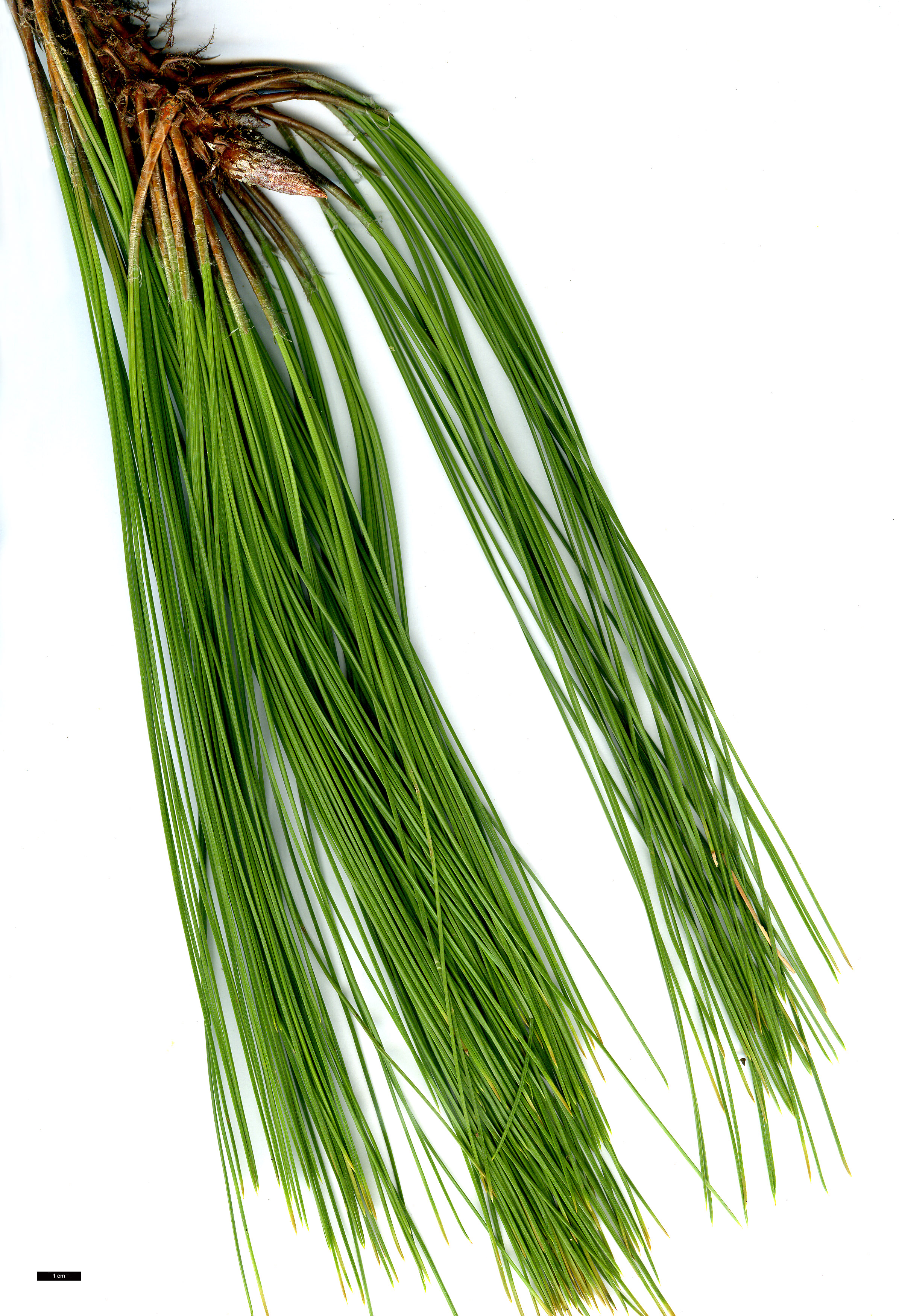 High resolution image: Family: Pinaceae - Genus: Pinus - Taxon: montezumae