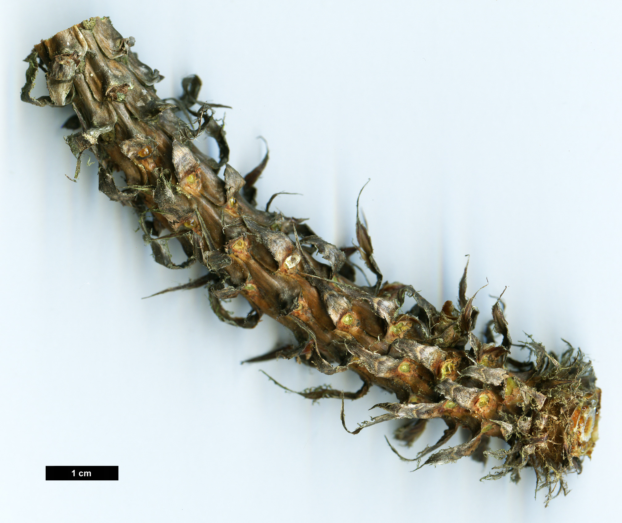 High resolution image: Family: Pinaceae - Genus: Pinus - Taxon: montezumae