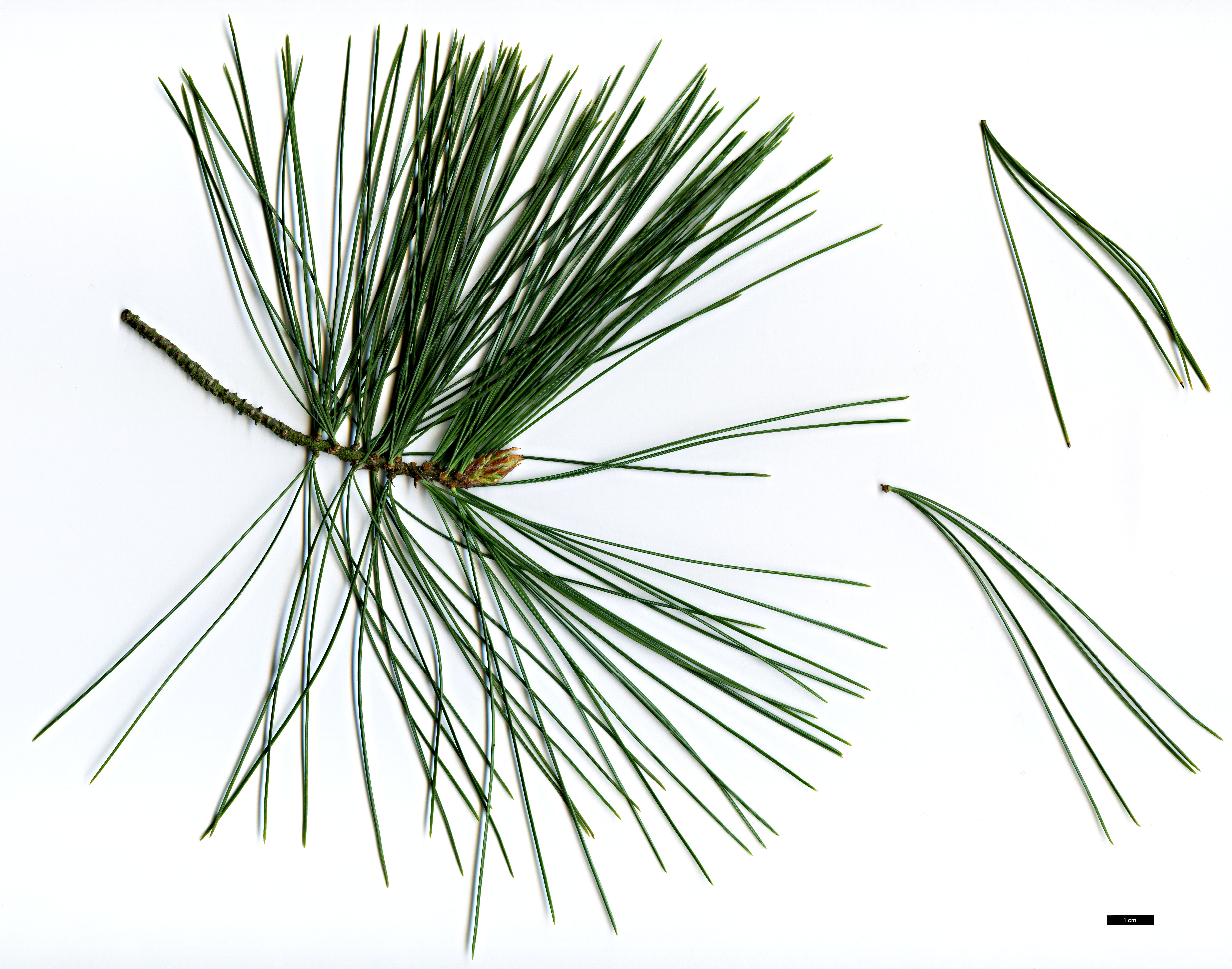 High resolution image: Family: Pinaceae - Genus: Pinus - Taxon: monticola