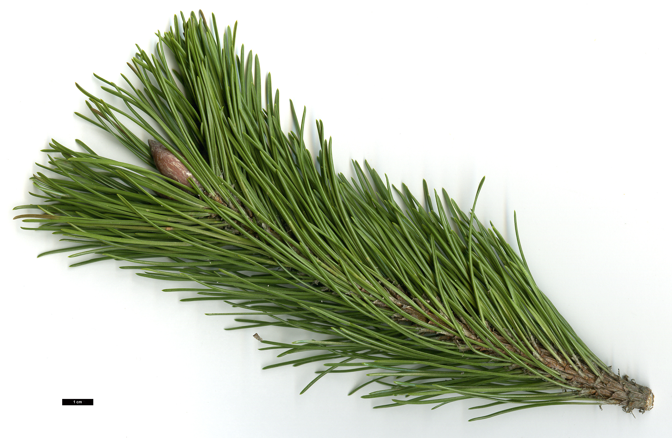 High resolution image: Family: Pinaceae - Genus: Pinus - Taxon: mugo