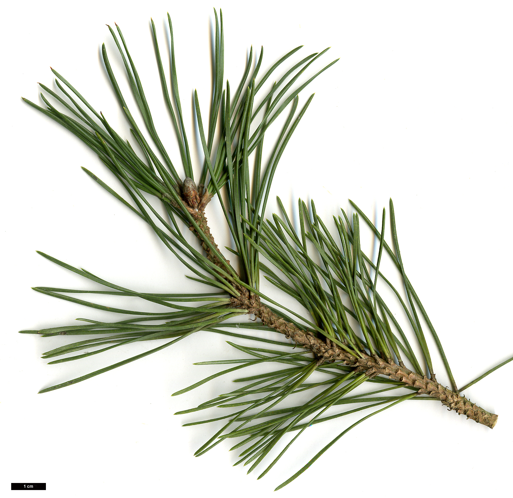 High resolution image: Family: Pinaceae - Genus: Pinus - Taxon: mugo