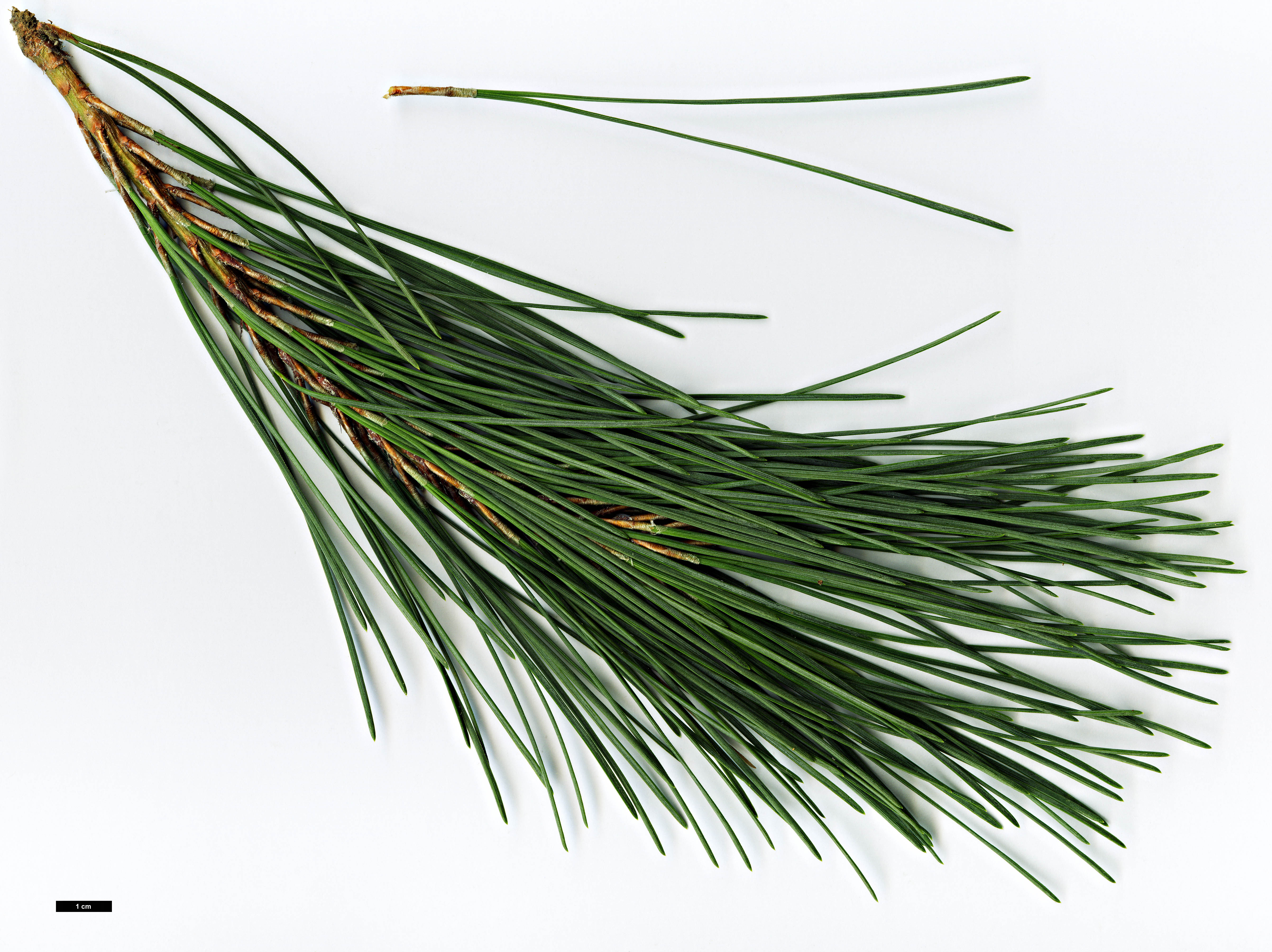 High resolution image: Family: Pinaceae - Genus: Pinus - Taxon: muricata