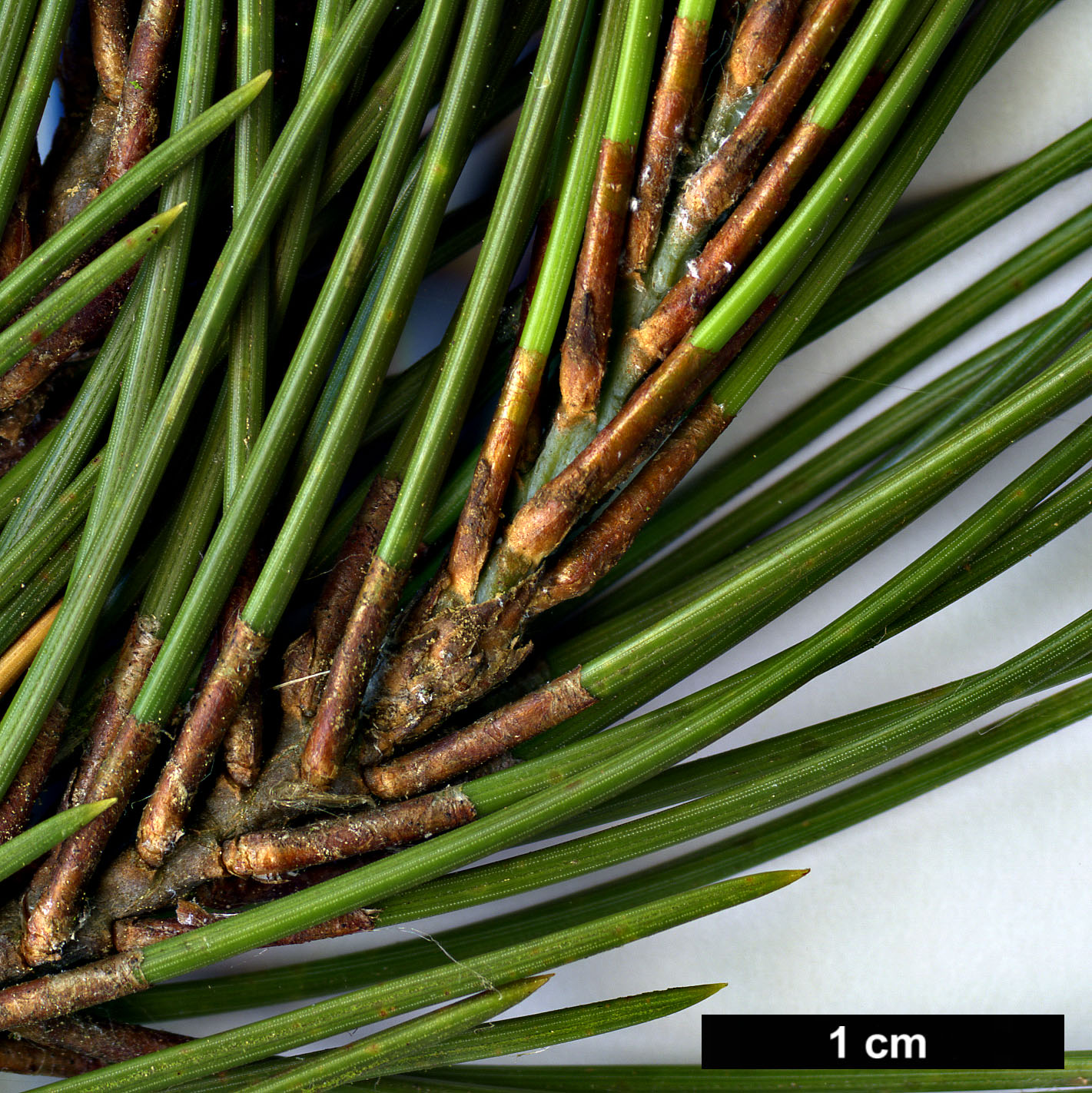 High resolution image: Family: Pinaceae - Genus: Pinus - Taxon: nelsonii
