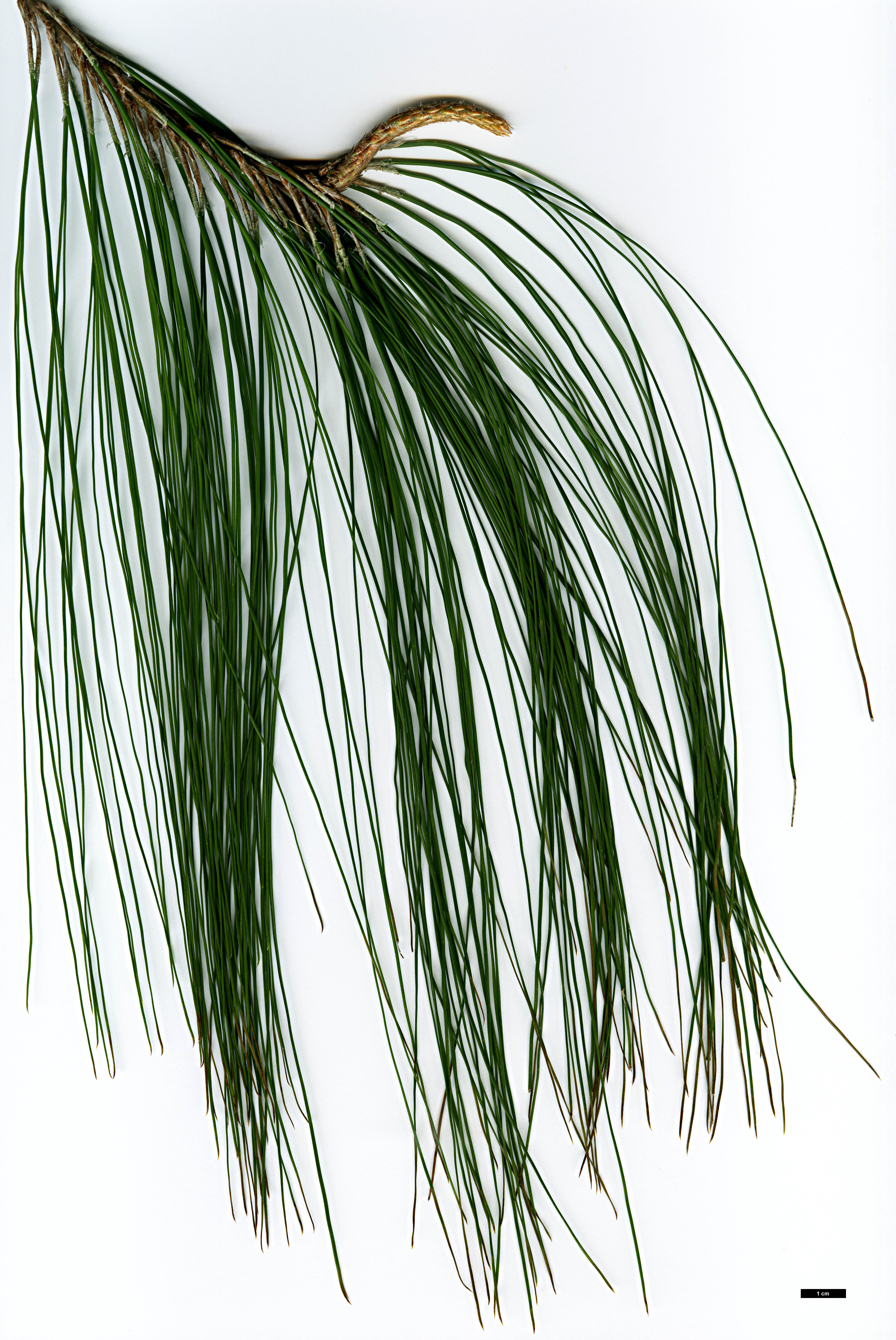 High resolution image: Family: Pinaceae - Genus: Pinus - Taxon: patula