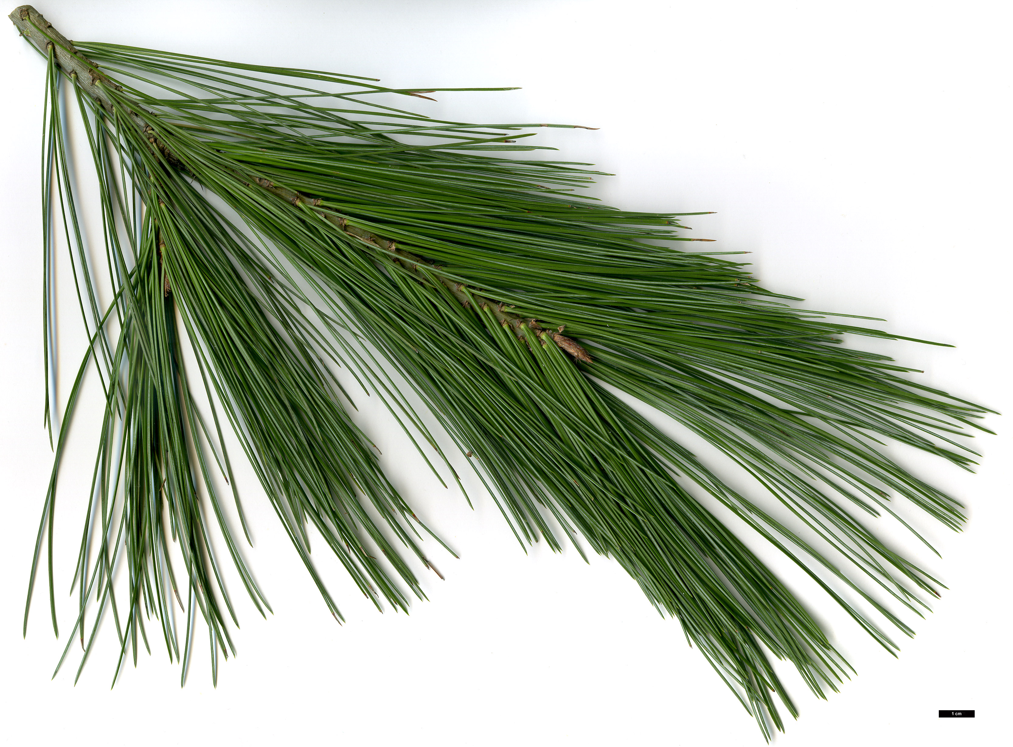 High resolution image: Family: Pinaceae - Genus: Pinus - Taxon: peuce