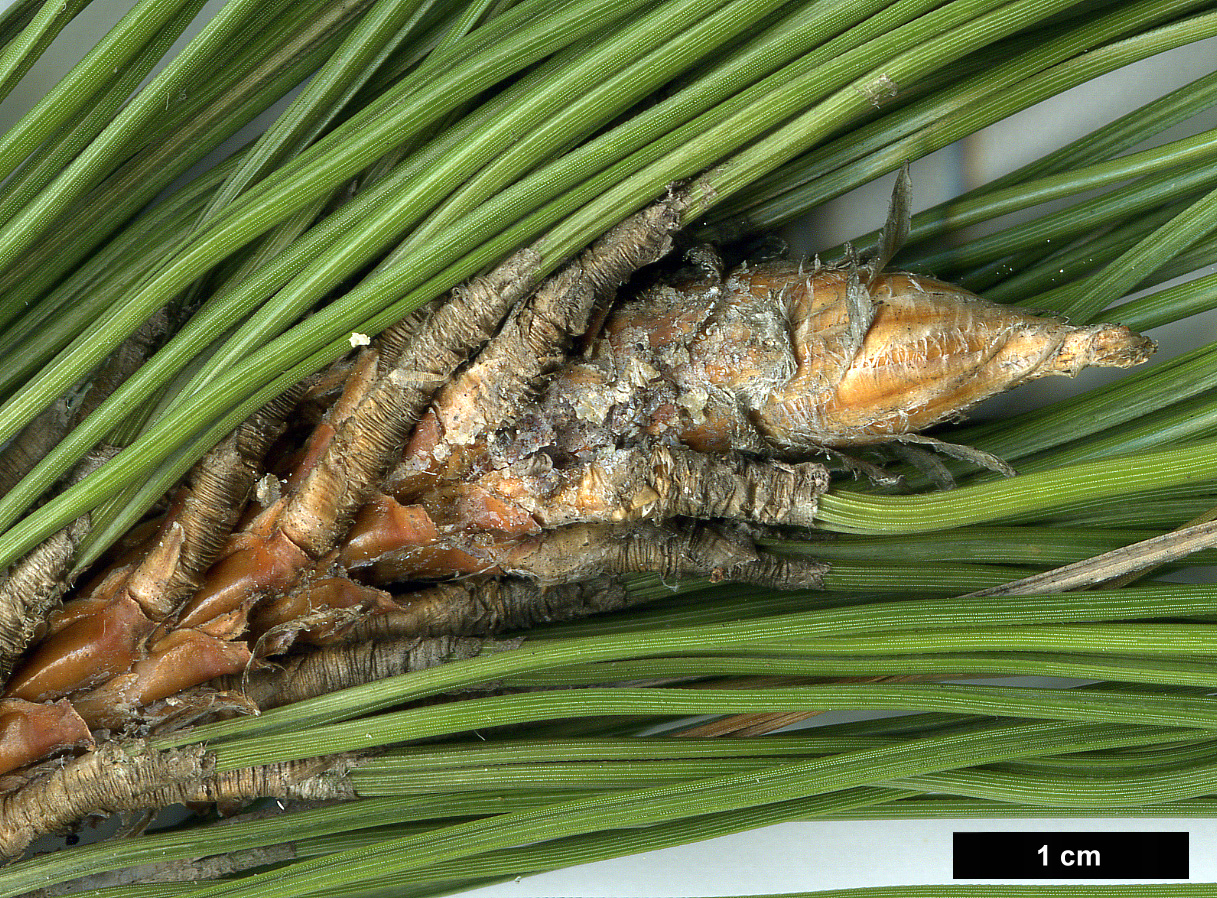 High resolution image: Family: Pinaceae - Genus: Pinus - Taxon: pinaster - SpeciesSub: 'Aberdoniae'