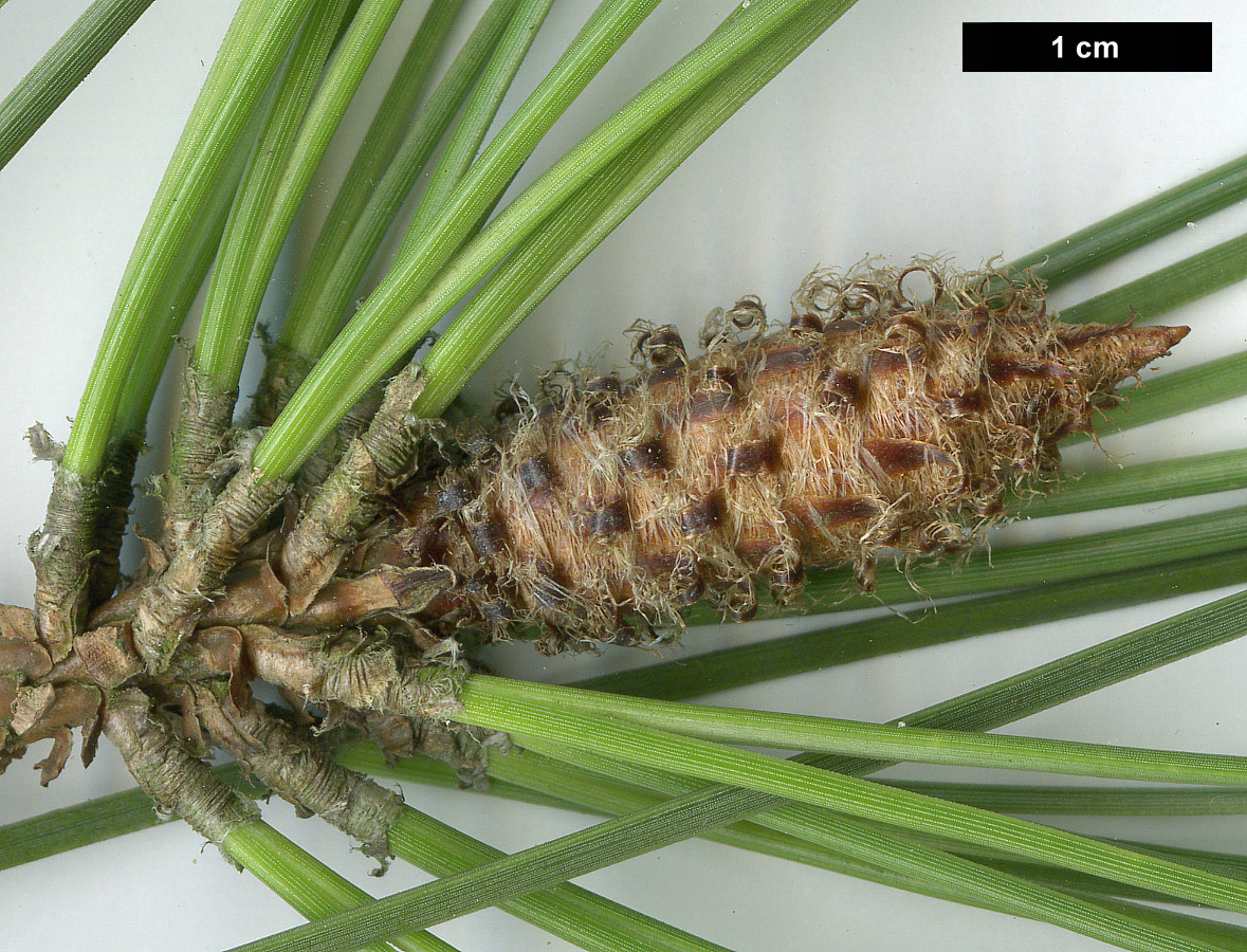 High resolution image: Family: Pinaceae - Genus: Pinus - Taxon: pinaster